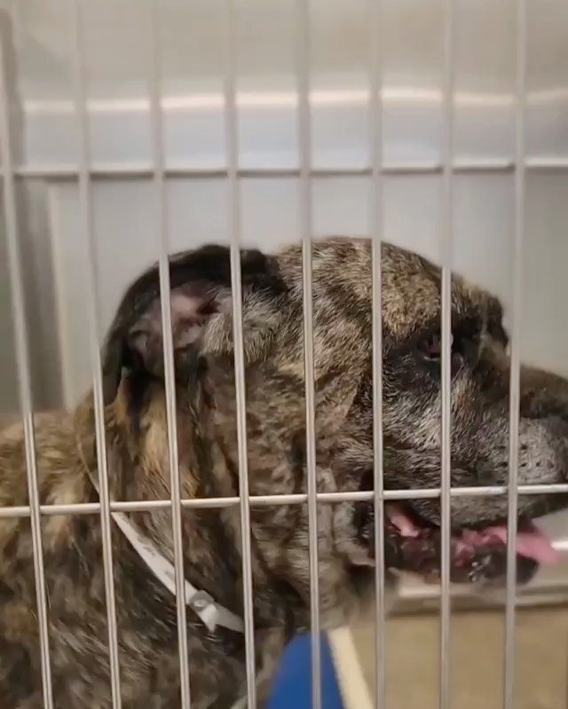 Update!!!! Rescued!!!
 
FOSTER NEEDED!!! I can’t handle how sweet she is. It just takes ONE person to fill out an approved foster application to commit then we can save her life. Can you think of anyone? Friend, brother, sister, Cousin, Neighbor, coworker, mom, dad? Please share Ariella. Her body has been through the ringer making money time and time again for a low level of consciousness human. She is good and pure. She deserves way better.

She is pleading for someone to break her out. Please keep her on your radar. ONE person. 🙏🏻🙏🏻. She deserves a warm bed just like Arabella and Fiona got this week. 

<a target='_blank' href='https://www.instagram.com/explore/tags/frankielolaandfriends/'>#frankielolaandfriends</a>