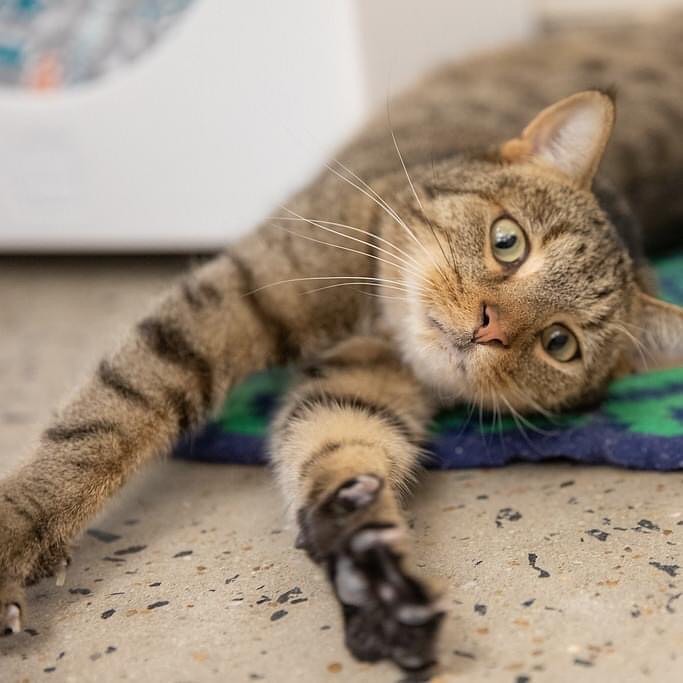 This is Garth. Garth would like everyone to admire his floofy belly and his incredible stretchies. Please leave your nice comments for Gath below and we will read them to him as they come in.

Want to meet this handsome cat? You're in luck! Garth is available for adoption and we are open from 11am-6pm for adoptions. Even better news? Garth's adoption fee has been waived AND we will bake you a pie as part of our 