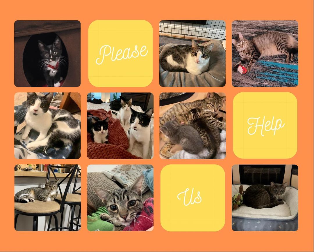 Hello LRCR community. Our rescue currently has 76 cats in fosters homes. We are crucially very low on funds due to unforeseen vet bills and numerous spay and neuter appointments. We need your help to help us help the kitties! 🐱 

We would be incredibly grateful for any assistance in covering these bills 💸 Thank you so much! 

Please donate if you can. No donation is too small. Please share! 

♥️😽LRCR volunteers and kitties 

PayPal: PayPal.Me/LilRoarCatRescue 
Venmo: @lilroarcatrescue
Cashapp: $lilroarcatrescue