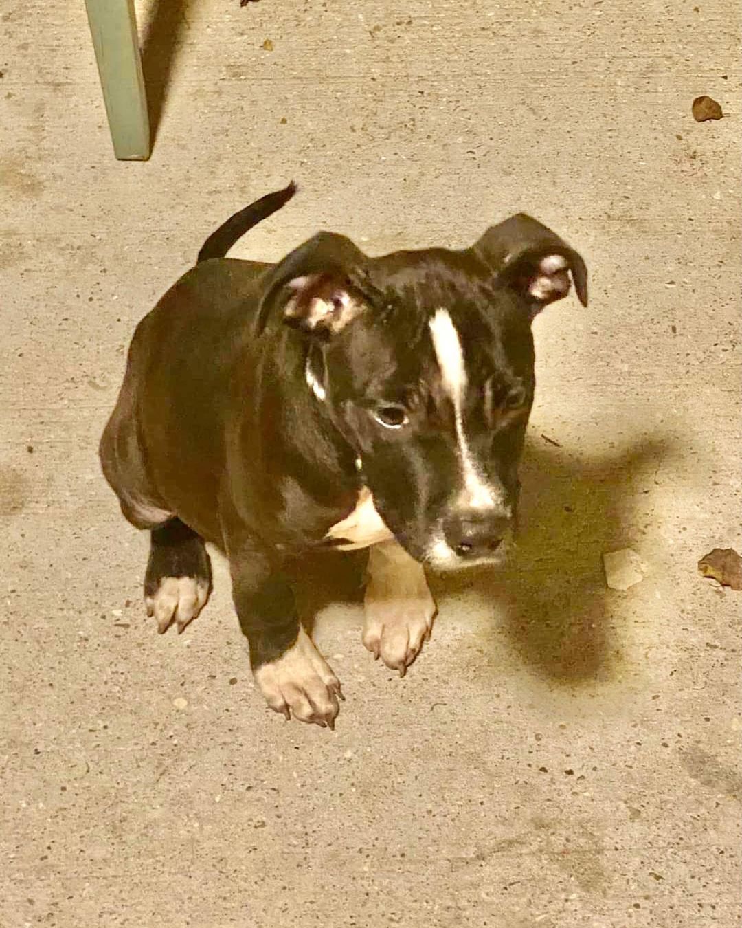 **update.  A home was found for this sweet boy!
This little approx 12 week old sweet boy needs a foster.  She’s been out on a “free puppy” site and we’d like to protect her future.  Please let us know if you are willing to foster her.  If so please text Cindy at (225) 252-3029.  <a target='_blank' href='https://www.instagram.com/explore/tags/fosterneeded/'>#fosterneeded</a> <a target='_blank' href='https://www.instagram.com/explore/tags/mustluvdogsrescue/'>#mustluvdogsrescue</a>🐶 <a target='_blank' href='https://www.instagram.com/explore/tags/fosterluv/'>#fosterluv</a>