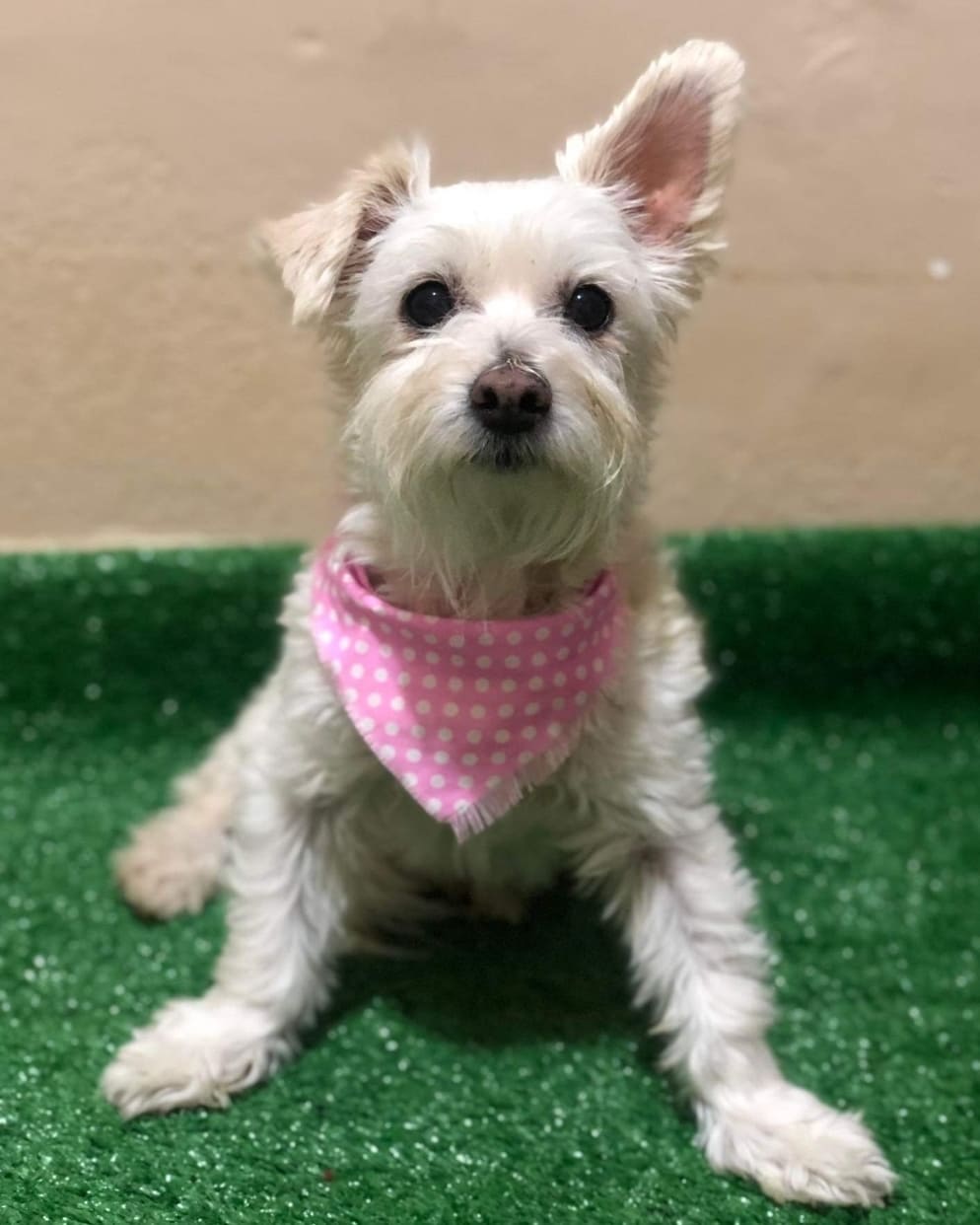 AVAILABLE FOR ADOPTION 
<a target='_blank' href='https://www.instagram.com/explore/tags/AdoptAFriend/'>#AdoptAFriend</a>
MEET LUNA 

Luna is approximately 10 years old and weighs about 9 lbs. Because of her age blood and dental work had to be done, turns out she is a very healthy girl. Luna's owner had to make the difficult decision of surrendering her because they could no longer care of her. Luna is a very good dog, although at first she is a little shy she adapts quickly, she deserves to spend her last years in a calm and loving home.

If you would like to fill out an application For Luna Vist our website(Link in Bio)
☎️📞📱
Vicky Godoy 
(619 733-1512 

<a target='_blank' href='https://www.instagram.com/explore/tags/fhstj/'>#fhstj</a><a target='_blank' href='https://www.instagram.com/explore/tags/adoptadogsandiego/'>#adoptadogsandiego</a><a target='_blank' href='https://www.instagram.com/explore/tags/adoptdontshop/'>#adoptdontshop</a><a target='_blank' href='https://www.instagram.com/explore/tags/dog/'>#dog</a><a target='_blank' href='https://www.instagram.com/explore/tags/puppy/'>#puppy</a><a target='_blank' href='https://www.instagram.com/explore/tags/sandiego/'>#sandiego</a><a target='_blank' href='https://www.instagram.com/explore/tags/smalldogs/'>#smalldogs</a><a target='_blank' href='https://www.instagram.com/explore/tags/mansbestfriend/'>#mansbestfriend</a><a target='_blank' href='https://www.instagram.com/explore/tags/petadoption/'>#petadoption</a><a target='_blank' href='https://www.instagram.com/explore/tags/petadoptionevent/'>#petadoptionevent</a><a target='_blank' href='https://www.instagram.com/explore/tags/dogsofsandiego/'>#dogsofsandiego</a><a target='_blank' href='https://www.instagram.com/explore/tags/adoptafriend/'>#adoptafriend</a><a target='_blank' href='https://www.instagram.com/explore/tags/petco/'>#petco</a><a target='_blank' href='https://www.instagram.com/explore/tags/AdoptAFriend/'>#AdoptAFriend</a><a target='_blank' href='https://www.instagram.com/explore/tags/adoptapuppy/'>#adoptapuppy</a><a target='_blank' href='https://www.instagram.com/explore/tags/sandiegoevents/'>#sandiegoevents</a><a target='_blank' href='https://www.instagram.com/explore/tags/SanDiego/'>#SanDiego</a><a target='_blank' href='https://www.instagram.com/explore/tags/adoptanocompres/'>#adoptanocompres</a><a target='_blank' href='https://www.instagram.com/explore/tags/perrito/'>#perrito</a><a target='_blank' href='https://www.instagram.com/explore/tags/perro/'>#perro</a><a target='_blank' href='https://www.instagram.com/explore/tags/amigofiel/'>#amigofiel</a><a target='_blank' href='https://www.instagram.com/explore/tags/petcounleashed/'>#petcounleashed</a>