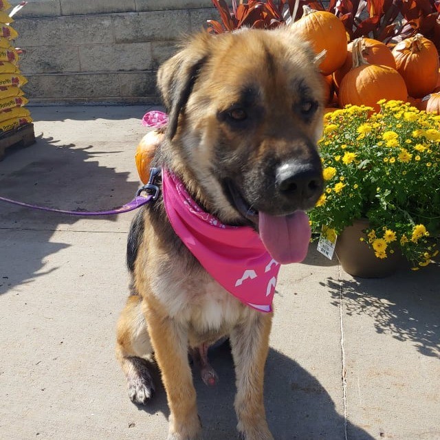 Update: LeRoy Bear
LeRoy was a hot mess when a good Samaritan brought him into the shelter. 
I knew the minute I saw his photo he needed to join our tribe.  Under the care of Shorewood Animal Hospital (IL) his skin is healing and his HW treatment has begun. 

Dogs with HW don't have a  future in rural shelters with no medical budget.  They depend on rescues to save their lives.

LeRoy Bear is just barely past 1 year of age, to let him die from a preventable disease is a sin against the universe.

Now he is with his loving parents, wearing all kinds of cool PJ's following his applications of ResQ Organic skin treatment cream.  He is eating high quality food and soaking in all the love. 

LeRoy Bear's future looks bright and we couldn't do it without your support.

On Giving Tuesday, considering donating to help us save more LeRoy's of the world.

<a target='_blank' href='https://www.instagram.com/explore/tags/K9EI4LIFE/'>#K9EI4LIFE</a>