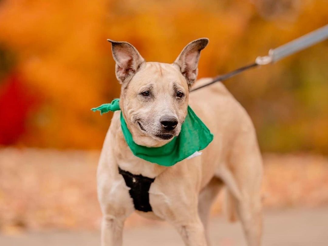 Beautiful @cardioforcanines on Saturday, captured by @madisonreneephoto 🍁🍂