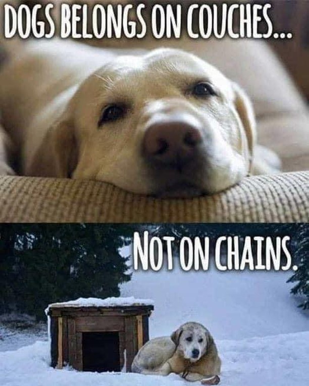 Couches not chains…….

<a target='_blank' href='https://www.instagram.com/explore/tags/couchesnotchains/'>#couchesnotchains</a> <a target='_blank' href='https://www.instagram.com/explore/tags/rescuedismyfavoritebreed/'>#rescuedismyfavoritebreed</a>  <a target='_blank' href='https://www.instagram.com/explore/tags/rescuedismyfavoritebreed/'>#rescuedismyfavoritebreed</a>🐾 <a target='_blank' href='https://www.instagram.com/explore/tags/shelterdogsofinstagram/'>#shelterdogsofinstagram</a> <a target='_blank' href='https://www.instagram.com/explore/tags/rescuedogs/'>#rescuedogs</a> # <a target='_blank' href='https://www.instagram.com/explore/tags/rescuedogsrule/'>#rescuedogsrule</a>