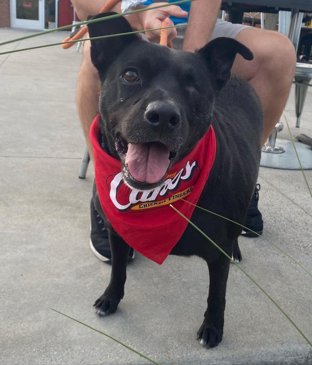 Come join us at @raisingcanes in Huntington Beach for dinner. ✨
SWIPE for some adorable pics of our <a target='_blank' href='https://www.instagram.com/explore/tags/adoptable/'>#adoptable</a> dogs that are at the event tonight! ♥️

✔️Donate: pricelesspetrescue.org/donate/
✔️Venmo: @pricelesspetrescue
✔️PayPal: priceless.pets@yahoo.com
✔️Wishlist: shorturl.at/tBCKS
____________________________________________________
<a target='_blank' href='https://www.instagram.com/explore/tags/pricelesspetrescue/'>#pricelesspetrescue</a> <a target='_blank' href='https://www.instagram.com/explore/tags/pricelesspets/'>#pricelesspets</a> <a target='_blank' href='https://www.instagram.com/explore/tags/adopt/'>#adopt</a> <a target='_blank' href='https://www.instagram.com/explore/tags/rescue/'>#rescue</a> <a target='_blank' href='https://www.instagram.com/explore/tags/costamesa/'>#costamesa</a> <a target='_blank' href='https://www.instagram.com/explore/tags/claremont/'>#claremont</a> <a target='_blank' href='https://www.instagram.com/explore/tags/chinohills/'>#chinohills</a> <a target='_blank' href='https://www.instagram.com/explore/tags/inlandempire/'>#inlandempire</a> <a target='_blank' href='https://www.instagram.com/explore/tags/orangecounty/'>#orangecounty</a> <a target='_blank' href='https://www.instagram.com/explore/tags/lacounty/'>#lacounty</a> <a target='_blank' href='https://www.instagram.com/explore/tags/dogsrock/'>#dogsrock</a> <a target='_blank' href='https://www.instagram.com/explore/tags/dogsinneed/'>#dogsinneed</a> <a target='_blank' href='https://www.instagram.com/explore/tags/adoptme/'>#adoptme</a> <a target='_blank' href='https://www.instagram.com/explore/tags/petsofinstagram/'>#petsofinstagram</a> <a target='_blank' href='https://www.instagram.com/explore/tags/dogsofinstagram/'>#dogsofinstagram</a> <a target='_blank' href='https://www.instagram.com/explore/tags/dogstagram/'>#dogstagram</a> <a target='_blank' href='https://www.instagram.com/explore/tags/catsofinstagram/'>#catsofinstagram</a> <a target='_blank' href='https://www.instagram.com/explore/tags/catsinneed/'>#catsinneed</a> <a target='_blank' href='https://www.instagram.com/explore/tags/catsrock/'>#catsrock</a> <a target='_blank' href='https://www.instagram.com/explore/tags/catstagram/'>#catstagram</a> <a target='_blank' href='https://www.instagram.com/explore/tags/rabbitstagram/'>#rabbitstagram</a> <a target='_blank' href='https://www.instagram.com/explore/tags/rabbitsofinstagram/'>#rabbitsofinstagram</a> <a target='_blank' href='https://www.instagram.com/explore/tags/rabbitsofig/'>#rabbitsofig</a> <a target='_blank' href='https://www.instagram.com/explore/tags/rescuebunnies/'>#rescuebunnies</a> <a target='_blank' href='https://www.instagram.com/explore/tags/petrescue/'>#petrescue</a> <a target='_blank' href='https://www.instagram.com/explore/tags/nokillshelter/'>#nokillshelter</a> <a target='_blank' href='https://www.instagram.com/explore/tags/nonprofit/'>#nonprofit</a>