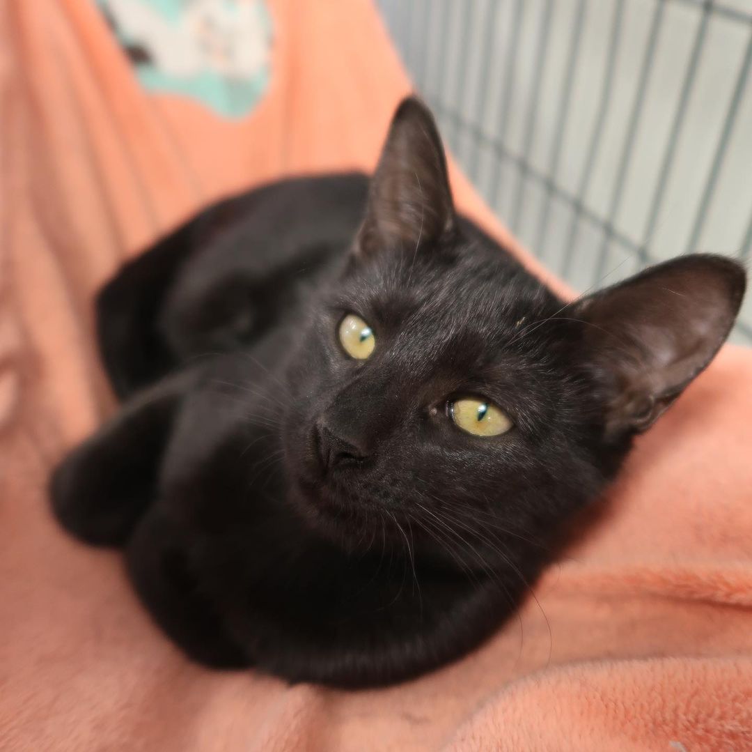 HAPPY NATIONAL BLACK CAT DAY! 

Make sure you stop by our Adoption Center (11130 N. Harrell's Ferry Road, Baton Rouge) to meet some of our adoptable house panthers! NO APPOINTMENT NECESSARY!

<a target='_blank' href='https://www.instagram.com/explore/tags/cathavenbr/'>#cathavenbr</a> <a target='_blank' href='https://www.instagram.com/explore/tags/nationalblackcatday/'>#nationalblackcatday</a> <a target='_blank' href='https://www.instagram.com/explore/tags/adoptables/'>#adoptables</a> <a target='_blank' href='https://www.instagram.com/explore/tags/batonrouge/'>#batonrouge</a> <a target='_blank' href='https://www.instagram.com/explore/tags/adoptdontshop/'>#adoptdontshop</a> <a target='_blank' href='https://www.instagram.com/explore/tags/adoptme/'>#adoptme</a>