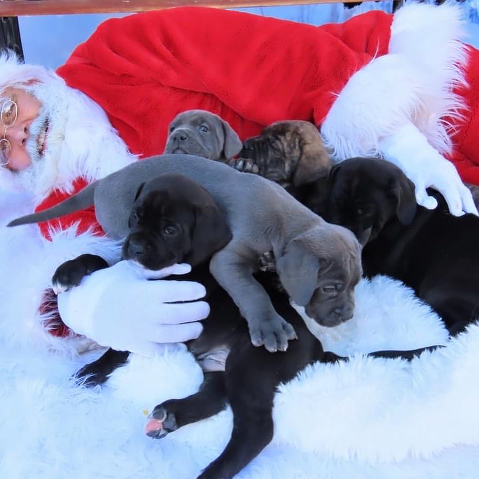 Fuzzball (aka Callie) and the Bluey litter had a photo shoot with Santa yesterday! 
<a target='_blank' href='https://www.instagram.com/explore/tags/bdhp/'>#bdhp</a> <a target='_blank' href='https://www.instagram.com/explore/tags/bdhpi/'>#bdhpi</a> <a target='_blank' href='https://www.instagram.com/explore/tags/bigdogshugepaws/'>#bigdogshugepaws</a>