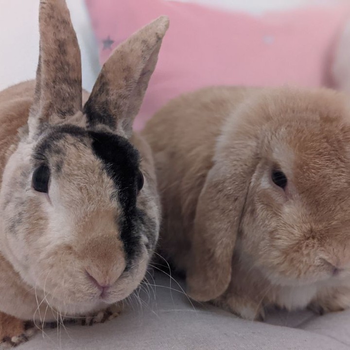 Meet Courage and Wheatly
Courage and Wheatly are an adorable pair of rabbits looking for a home together!
COURAGE is a ~4 year old neutered mini rex mix. He is on the shy side, but so gentle and sweet (not to mention handsome!). With a little patience and understanding, this guy is a professional cuddle bug. He especially enjoys the company of other rabbits. His favorite time of day is dinner time, as is apparent since he's a tad chunky.
WHEATLEY is a ~3 year old neutered Holland lop. He has quite the big personality for a tiny bunny! He loves to adventure and is incredibly food motivated - the way to his heart is definitely through his stomach, as he will prove with his strong love for greens. Wheatley likes being pet, but is a little too curious and active to settle down for a snuggle.
We recommend that rabbits be kept in a baby-gated area with easily cleanable flooring. A cost effective and easy set up is to purchase a piece of cut vinyl flooring and then place a baby gate/Xpen around it. It will give the rabbit room to hop around and learn to use a litter box. Search 