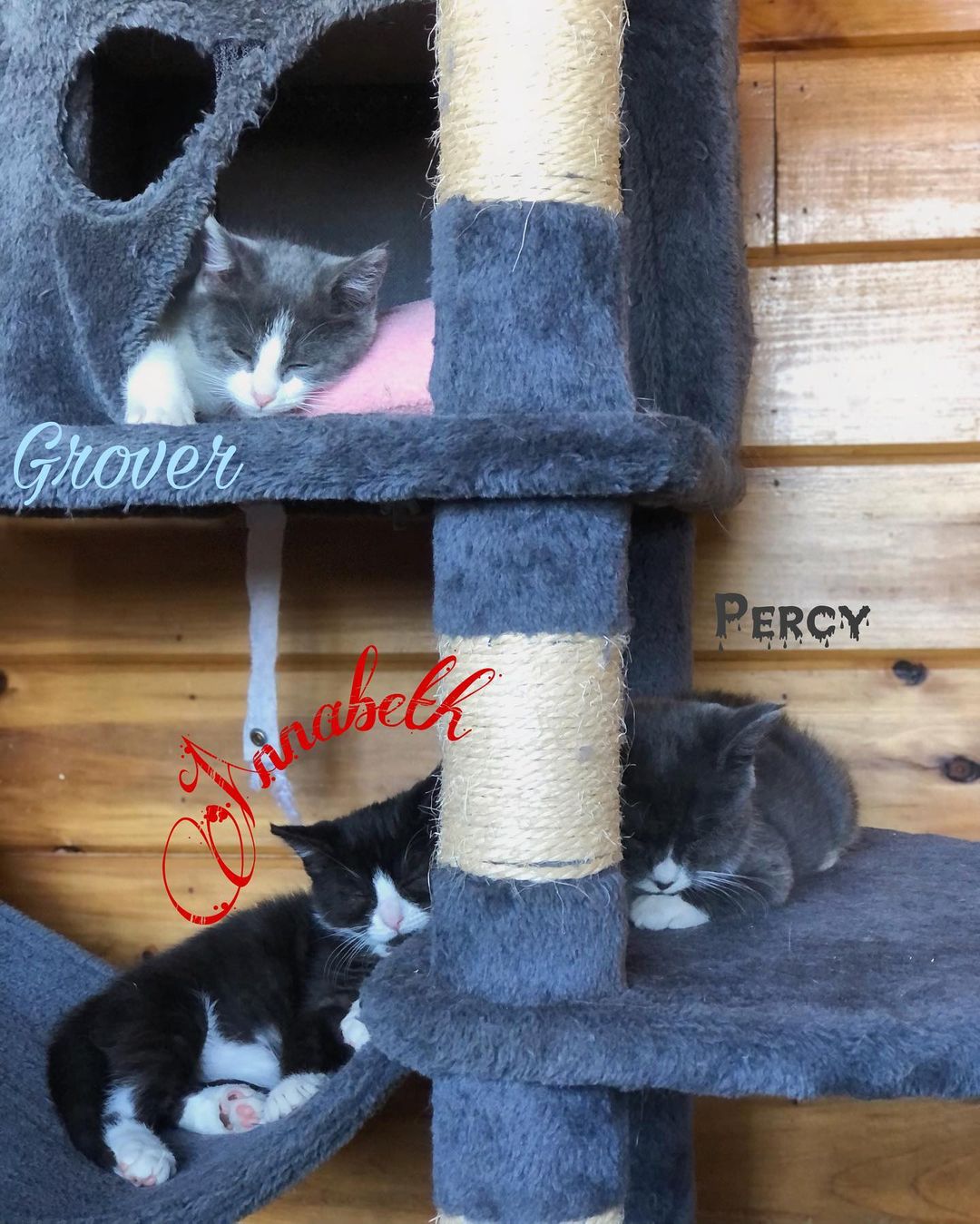 Snoozy Sunday here at the farm ! 
Grover, Percy and Annabeth having a little nap after a play filled morning
We are currently accepting applications to adopt these little cuties !! <a target='_blank' href='https://www.instagram.com/explore/tags/waywardranchanimalsanctuary/'>#waywardranchanimalsanctuary</a>