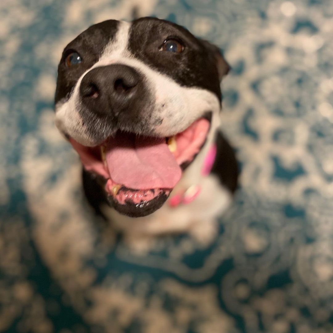 😍 Arabella is all smiles just 3 days out of the shelter! ❤️ Can’t seem to get a photo without her smiling. Sadness no longer exists in her world.

Another family dog available for adoption! . Amazing with all people and dogs. Crate trained, potty trained, spayed, vaccinated, microchipped. I can’t say enough about this dream girl who is about 3 years old and 50 pounds.

She deserves a home for the holidays where she can snuggle up around the fireplace. Please spread the word for Arabella.

She’s mid-level energy and would love to lounge around with you while watching a movie or join you on your outdoor excursions. She can do it all. 

Foster moms @rachelpaigesmit @jordanleecohen 💕💕

Applications are in the link in the bio. <a target='_blank' href='https://www.instagram.com/explore/tags/frankielolaandfriends/'>#frankielolaandfriends</a>