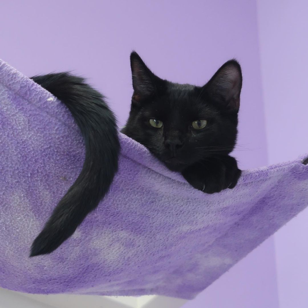 HAPPY NATIONAL BLACK CAT DAY! 

Make sure you stop by our Adoption Center (11130 N. Harrell's Ferry Road, Baton Rouge) to meet some of our adoptable house panthers! NO APPOINTMENT NECESSARY!

<a target='_blank' href='https://www.instagram.com/explore/tags/cathavenbr/'>#cathavenbr</a> <a target='_blank' href='https://www.instagram.com/explore/tags/nationalblackcatday/'>#nationalblackcatday</a> <a target='_blank' href='https://www.instagram.com/explore/tags/adoptables/'>#adoptables</a> <a target='_blank' href='https://www.instagram.com/explore/tags/batonrouge/'>#batonrouge</a> <a target='_blank' href='https://www.instagram.com/explore/tags/adoptdontshop/'>#adoptdontshop</a> <a target='_blank' href='https://www.instagram.com/explore/tags/adoptme/'>#adoptme</a>