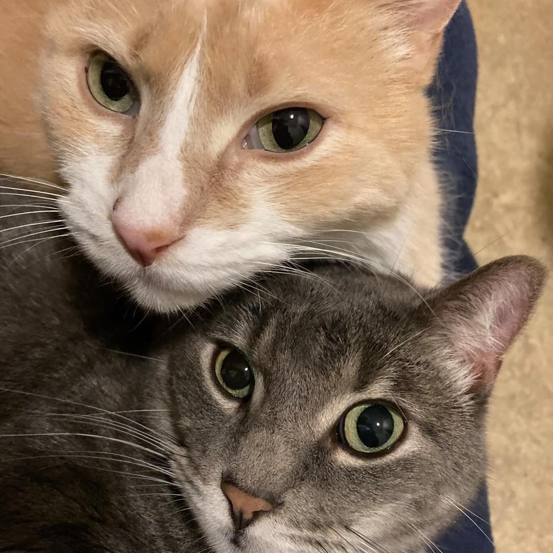 These cats are hanging out in a foster homes, if you want to meet any of them you can fill out an application at https://bahs.us/adoptables/ and we’ll set up a meet and greet!