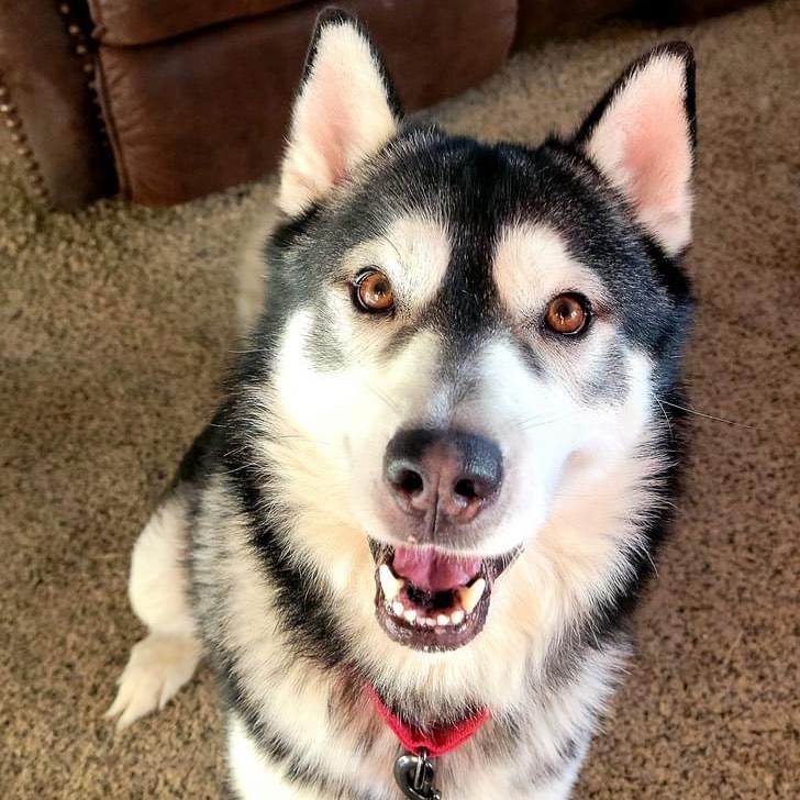 Well helloooo, Mr. Brown Eyes!

We recently welcomed Parsley 🌿 to rescue. During his stay in rescue, he will be treated for Heartworm disease. In the meantime his foster family is raving about this boy and rate him a solid 10/10. He has wonderful manners, loves all people, and has a lot of fun playing with other dogs. He may need slow introductions with other male dogs, but with a few days he is ready to have some fun! He hasn’t shown a desire to jump a fence, but make sure to shut your door quick because this husky boy is ready to show you how fast he can run! 😂 🏃 

We like to put a little PSA about Heartworm disease. Heartworm disease is quite preventable with monthly preventative medication. The disease can be deadly if left untreated. The treatment is lengthy and rather painful, but these pups are resilient and when they are cured they go on to live a very happy life! Talk to your vet if you have questions! All of our available dogs are given monthly Heartworm preventives and are tested before being adopted. If you would like to be a foster for one of these longer stay dogs, check out our website for the foster application! 

<a target='_blank' href='https://www.instagram.com/explore/tags/adoptdontshop/'>#adoptdontshop</a> <a target='_blank' href='https://www.instagram.com/explore/tags/adoptme/'>#adoptme</a> <a target='_blank' href='https://www.instagram.com/explore/tags/parsley/'>#parsley</a> <a target='_blank' href='https://www.instagram.com/explore/tags/heartworm/'>#heartworm</a> <a target='_blank' href='https://www.instagram.com/explore/tags/heartwormsurvivor/'>#heartwormsurvivor</a> <a target='_blank' href='https://www.instagram.com/explore/tags/prevention/'>#prevention</a> <a target='_blank' href='https://www.instagram.com/explore/tags/heartwormprevention/'>#heartwormprevention</a> <a target='_blank' href='https://www.instagram.com/explore/tags/siberianhusky/'>#siberianhusky</a> <a target='_blank' href='https://www.instagram.com/explore/tags/husky/'>#husky</a> <a target='_blank' href='https://www.instagram.com/explore/tags/rescuehusky/'>#rescuehusky</a> <a target='_blank' href='https://www.instagram.com/explore/tags/huskyrescue/'>#huskyrescue</a> <a target='_blank' href='https://www.instagram.com/explore/tags/taysiabluehuskyrescue/'>#taysiabluehuskyrescue</a> <a target='_blank' href='https://www.instagram.com/explore/tags/available/'>#available</a>