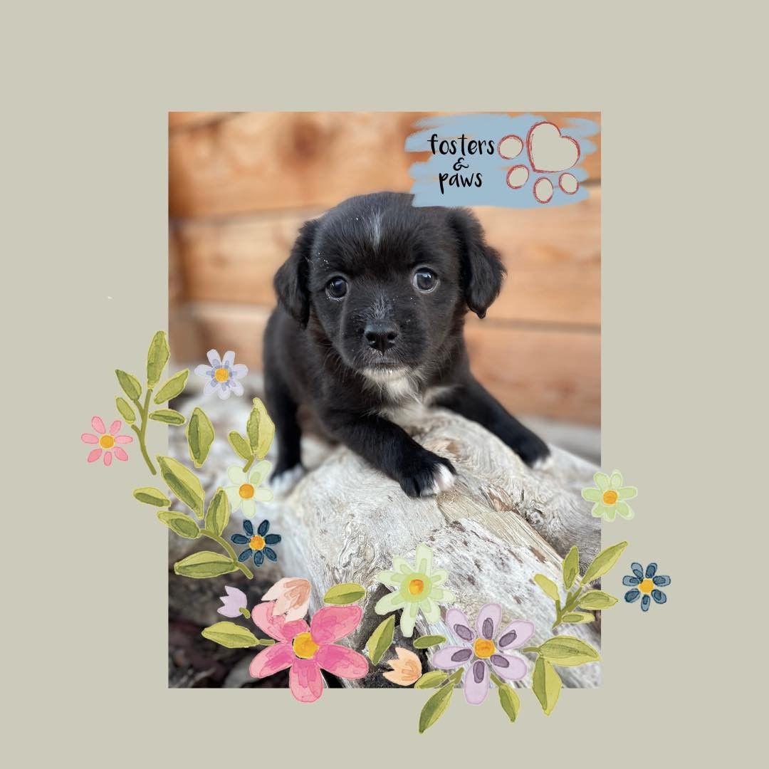 Come see all of our adorable 
available puppies at @petfoodexpress on Freeport blvd this Saturday November 20th. We 
are allowing the people that applied and went through 
our process to meet the puppies first. Please apply at 
www.fostersandpaws.org/adopt

If you would like to come meet our puppies and are not an approved adopter, please bring a video of your 
home for us to review. It must include your backyard 
with your fence line and if you have gates we need to 
see those with how you secure them! We need to 
where the dog would be spending most of their time. 
Once you arrive check in and we will give you an 
appointment time. 

We have 25 puppies and adult dogs. All different sizes.

You can come meet the pups, this Saturday November 
20th (11- 3pm). 

If you rent or lease, we need written proof that your 
landlord will allow pets and what breed restrictions 
they have, and that you have complied with any of 
their requirements. 

<a target='_blank' href='https://www.instagram.com/explore/tags/petadoption/'>#petadoption</a> <a target='_blank' href='https://www.instagram.com/explore/tags/adoptdontshop/'>#adoptdontshop</a> <a target='_blank' href='https://www.instagram.com/explore/tags/dogsofinstagram/'>#dogsofinstagram</a> 
<a target='_blank' href='https://www.instagram.com/explore/tags/adoption/'>#adoption</a> <a target='_blank' href='https://www.instagram.com/explore/tags/rescuedog/'>#rescuedog</a> <a target='_blank' href='https://www.instagram.com/explore/tags/dogrescue/'>#dogrescue</a> <a target='_blank' href='https://www.instagram.com/explore/tags/petsofinstagram/'>#petsofinstagram</a> 
<a target='_blank' href='https://www.instagram.com/explore/tags/dogs/'>#dogs</a> <a target='_blank' href='https://www.instagram.com/explore/tags/dog/'>#dog</a> <a target='_blank' href='https://www.instagram.com/explore/tags/adopt/'>#adopt</a> <a target='_blank' href='https://www.instagram.com/explore/tags/adoptables/'>#adoptables</a> <a target='_blank' href='https://www.instagram.com/explore/tags/adoptapet/'>#adoptapet</a> <a target='_blank' href='https://www.instagram.com/explore/tags/pet/'>#pet</a> 
<a target='_blank' href='https://www.instagram.com/explore/tags/petadoptions/'>#petadoptions</a> <a target='_blank' href='https://www.instagram.com/explore/tags/rescue/'>#rescue</a> <a target='_blank' href='https://www.instagram.com/explore/tags/rescuedogsarethebestdogs/'>#rescuedogsarethebestdogs</a> 
<a target='_blank' href='https://www.instagram.com/explore/tags/rescuedogsarebest/'>#rescuedogsarebest</a> <a target='_blank' href='https://www.instagram.com/explore/tags/dogrescuesacramento/'>#dogrescuesacramento</a> 
<a target='_blank' href='https://www.instagram.com/explore/tags/rescueddogsarethegreatest/'>#rescueddogsarethegreatest</a> <a target='_blank' href='https://www.instagram.com/explore/tags/animalrescue/'>#animalrescue</a> <a target='_blank' href='https://www.instagram.com/explore/tags/rescueme/'>#rescueme</a> <a target='_blank' href='https://www.instagram.com/explore/tags/adoptadoggie/'>#adoptadoggie</a> <a target='_blank' href='https://www.instagram.com/explore/tags/petlovers/'>#petlovers</a> <a target='_blank' href='https://www.instagram.com/explore/tags/pets/'>#pets</a> <a target='_blank' href='https://www.instagram.com/explore/tags/animals/'>#animals</a> <a target='_blank' href='https://www.instagram.com/explore/tags/love/'>#love</a> 
<a target='_blank' href='https://www.instagram.com/explore/tags/fostersandpaws/'>#fostersandpaws</a> <a target='_blank' href='https://www.instagram.com/explore/tags/fosterssavelives/'>#fosterssavelives</a> <a target='_blank' href='https://www.instagram.com/explore/tags/petfoodexpress/'>#petfoodexpress</a>