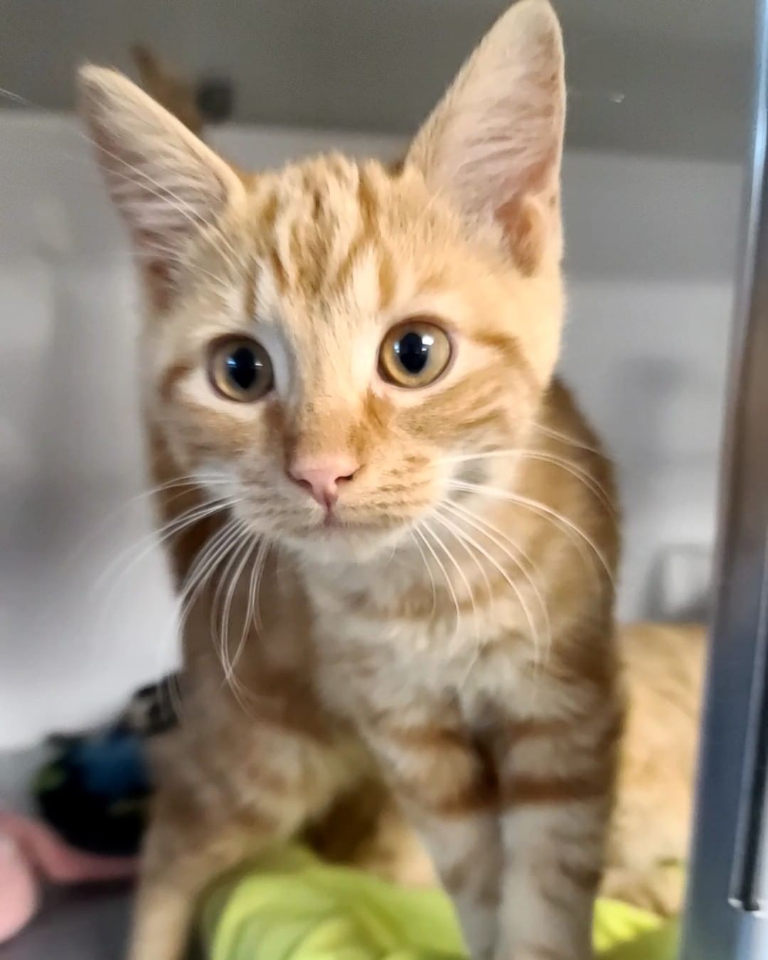 Did you think Nacho was adorable? Well then, meet his siblings Cheddar (Long hair), Colby, & their sister Brie (Torti)! They're all available for their forever homes!

All of our cats are spayed/neutered, tested for FIV/FeLV, flea treated, dewormed, and have had their age appropriate vaccines.