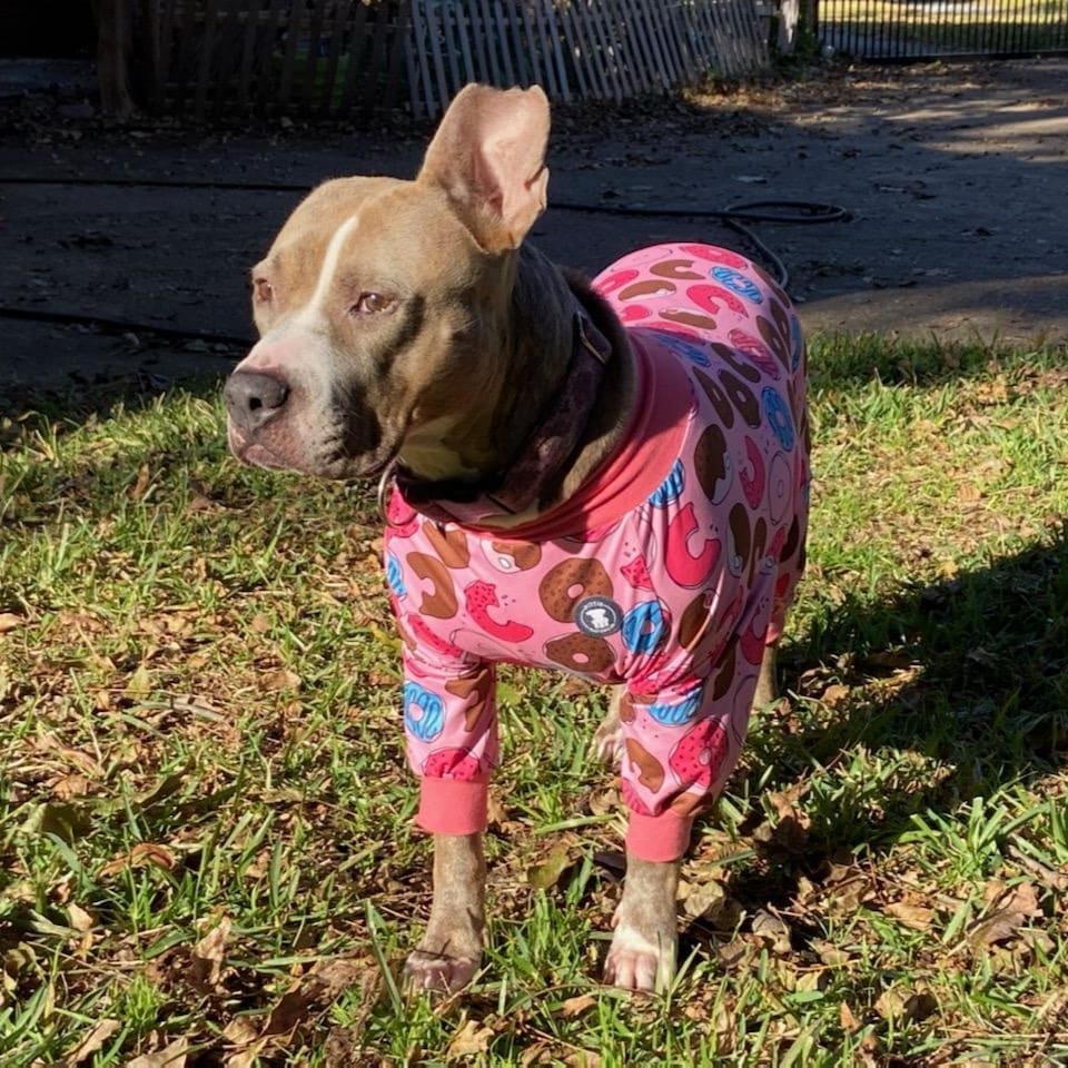 What's cuter than a pitty in pj's?

🍩 𝗦𝗲𝗿𝗲𝗻𝗶𝘁𝘆 𝗶𝗻 𝗽𝗶𝗻𝗸 𝗱𝗼𝗻𝘂𝘁 𝗽𝗷'𝘀! 🍩 

Serenity has been with rescue for over two years.  She was abandoned at a grooming facility where she lived in a crate for two and a half years.

She has over come being abandoned, she beat heartwoms and she found a foster after a year in boarding.  The one thing Serenity has yet to find is a family of her own.

Serenity would do best as your only four legged love, but with proper introductions she can become friends with another chill dog, similar in size.  She prefers males.

Serenity loves people, especially little people.  She enjoys sun bathing, car rides and lots of naps and kisses.

Someone adopt this beautiful girl!!
www.MarleighsFriends.org/adopt

<a target='_blank' href='https://www.instagram.com/explore/tags/pittysinpajamas/'>#pittysinpajamas</a> <a target='_blank' href='https://www.instagram.com/explore/tags/pittysnpjs/'>#pittysnpjs</a>