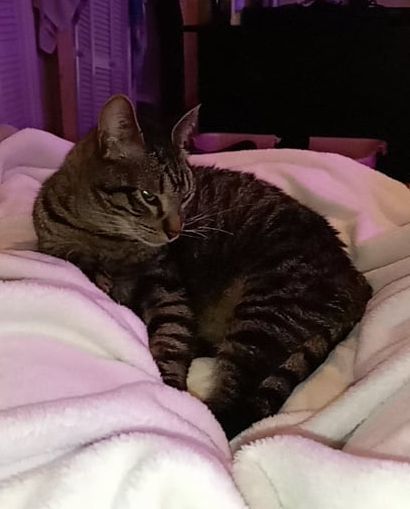 Newly adopted Gizmo is settling into his new home beautifully! Congratulations Gizmo and family! <a target='_blank' href='https://www.instagram.com/explore/tags/AdoptDontShop/'>#AdoptDontShop</a> 
Share your photos in the comments below of your <a target='_blank' href='https://www.instagram.com/explore/tags/HoustonSPCAAlumni/'>#HoustonSPCAAlumni</a>!