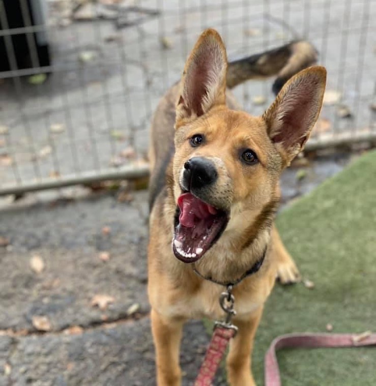 “I am Jasmine.  Hear me ROAR!”
Hehe!  We are smitten with this adorable little shepherd and her HUGE ears!  Jasmine is 6-months old, friendly, and great with other dogs.  She’s on the market for a lab immediate foster (with the option to adopt). Stop by the shelter today before 4:00pm to fall in love!  Call or text us at (559) 600-7387 for more info.