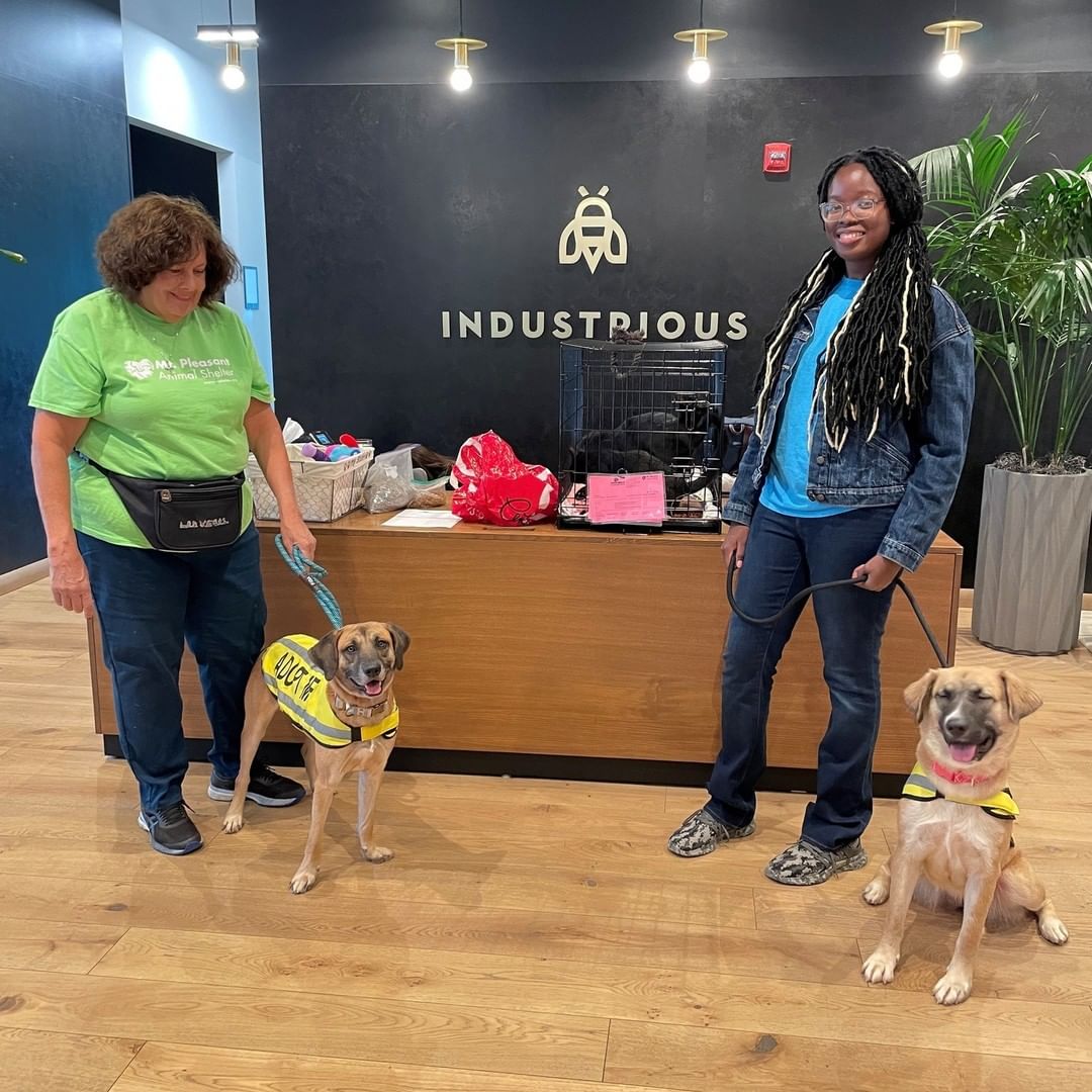 A huge thanks to Industrious for hosting a Lunch & Learn with Mt. Pleasant Animal Shelter. We were excited to share all the ways to get involved at the shelter: how to volunteer, foster, donate and adopt. We brought two of our pups and some kittens, who received love and attention from all the Industrious members. Industrious also generously made donations to the shelter, which will help us sustain the many animals in our care. Thank you again, Industrious! 

Mt. Pleasant Animal Shelter cares about making ties in our community and continuing partnerships like that with Industrious. If you’re interested in hosting an outreach event, please contact (outreach@njshelter.org). Without the support of our amazing MPAS community, we could not continue our mission. Please consider ordering an item from our Amazon or Chewy Wish Lists 
(https://njshelter.org/donate-supplies/) or by making a monetary gift on our website at (www.njshelter.org). (links in bio on Instagram)