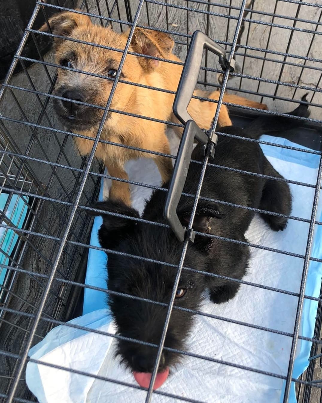 AVAILABLE FOR ADOPTION 
<a target='_blank' href='https://www.instagram.com/explore/tags/AdoptAFriend/'>#AdoptAFriend</a>
MEET DINA

Dina is approx 9 to 10 months, and weighs around 24 lbs
Dina  gets along well with other dogs. She is very affectionate and  friendly very playful a little shy at first but nothing that cannot be resolved with patience. 

Dina along with her sister
were surrendered by their owner who had terminal cancer and could no longer care for them and wanted to just throw them away.  When they  Arrived to rescuer Consuelo she was shocked to see the terrible condition these puppies were in. They were literally being eaten alive by ticks and fleas.

Today both Dina and her sibling are fully vaccinated,  and spayed.  They are ready to find their forever homes together or separately, so we suggest a family with a patio and another puppy to play with. 

If you would like to fill out an application For Dina visit our website(LINK IN BIO)

<a target='_blank' href='https://www.instagram.com/explore/tags/fhstj/'>#fhstj</a><a target='_blank' href='https://www.instagram.com/explore/tags/adoptadogsandiego/'>#adoptadogsandiego</a><a target='_blank' href='https://www.instagram.com/explore/tags/adoptdontshop/'>#adoptdontshop</a><a target='_blank' href='https://www.instagram.com/explore/tags/dog/'>#dog</a><a target='_blank' href='https://www.instagram.com/explore/tags/puppy/'>#puppy</a><a target='_blank' href='https://www.instagram.com/explore/tags/sandiego/'>#sandiego</a><a target='_blank' href='https://www.instagram.com/explore/tags/Dinathedog/'>#Dinathedog</a><a target='_blank' href='https://www.instagram.com/explore/tags/mansbestfriend/'>#mansbestfriend</a><a target='_blank' href='https://www.instagram.com/explore/tags/petadoption/'>#petadoption</a><a target='_blank' href='https://www.instagram.com/explore/tags/petadoptionevent/'>#petadoptionevent</a><a target='_blank' href='https://www.instagram.com/explore/tags/dogsofsandiego/'>#dogsofsandiego</a><a target='_blank' href='https://www.instagram.com/explore/tags/adoptafriend/'>#adoptafriend</a><a target='_blank' href='https://www.instagram.com/explore/tags/petco/'>#petco</a>