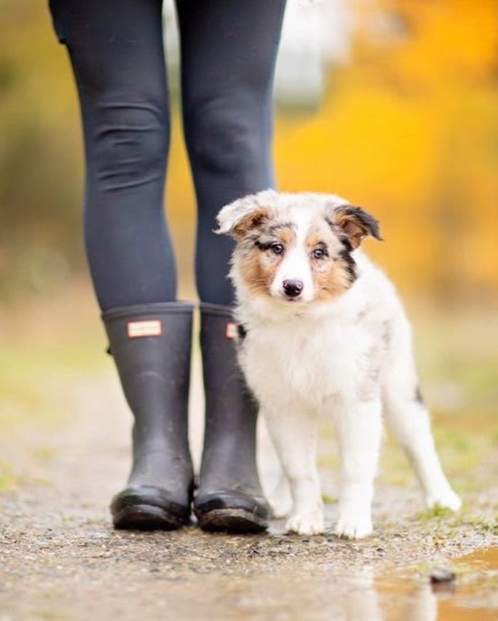 Cuteness overload alert!! 📢‼️😋 Thanks to Two Red Dogs Photography for photographing Dakota and Kai! They are just two of the six Border Collie mix puppies that just came to KARE! They were born on Sept. 9th. Please visit our website for more info! https://nwkare.org/educate-advocate-rehabilitate/rescue/