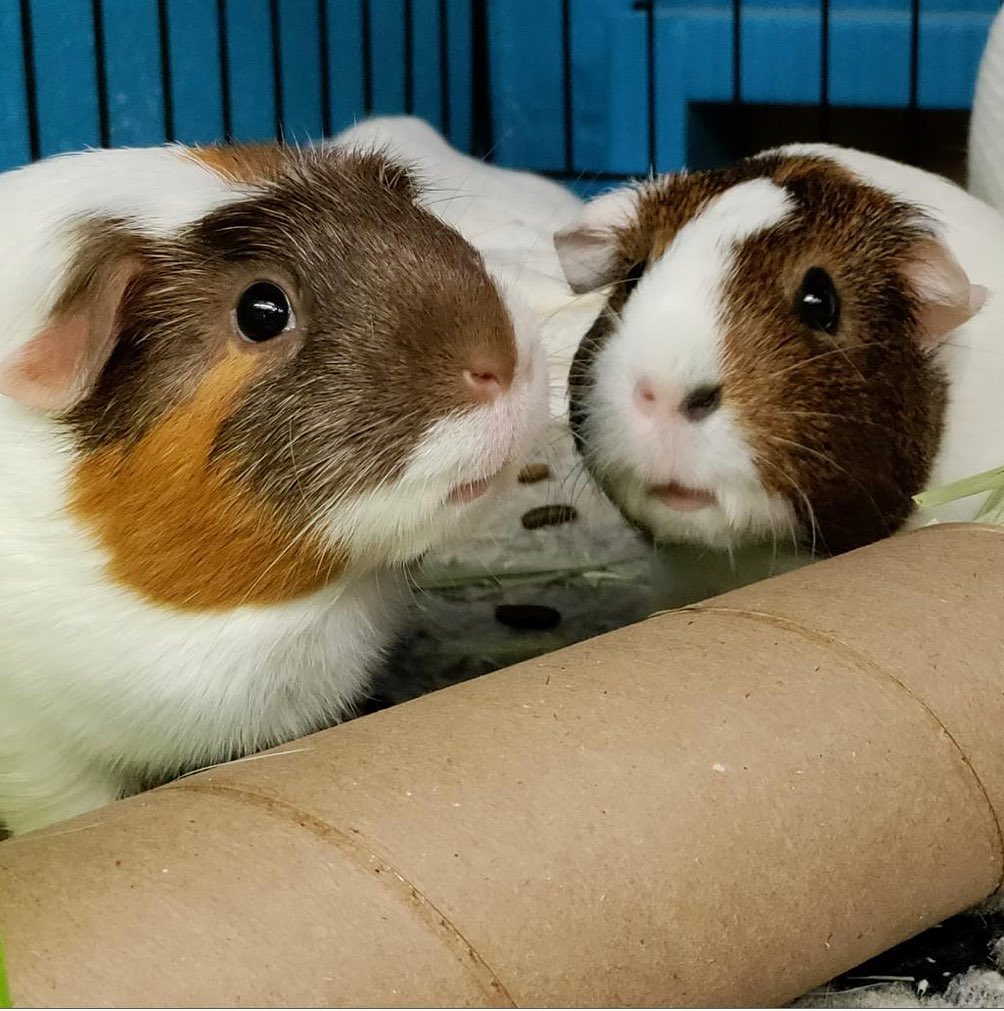 <a target='_blank' href='https://www.instagram.com/explore/tags/cutenessoverload/'>#cutenessoverload</a> we currently have 10 Guinea pigs available for adoption! 😍