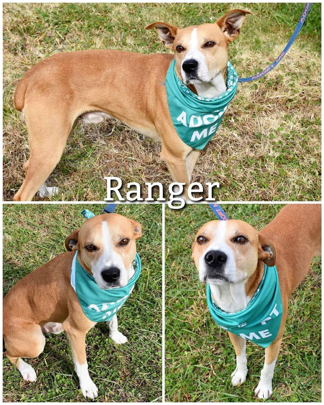 Update: Adopted 
Meet Ranger!
Ranger is a friendly, loving, and laidback 1 1/2 year old dog looking for his forever home! This sweet boy enjoys going on walks, being pet and loved on by everyone he meets. He is housebroken and good with other animals! Ranger is ready to go home and hopes to meet his forever family soon!

Ranger is neutered, heartworm tested, dewormed, up to date on vaccinations, and flea/tick preventatives

Ranger’s adoption fee is $75, plus $15 for microchip