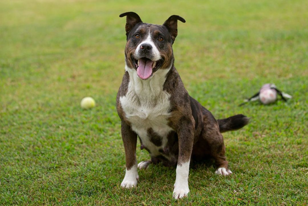 Vida, named appropriately given that she is absolutely FULL OF LIFE, is one of our newest kiddos to join us at Hawaii Island Humane Society. She was a transfer through our lifesaving partnership with HPD Animal Control Services - and we have so loved getting to know this girl.

She is such a FUN dog! She loves fetch and affection. She will snuggle right up to you, hoping you’ll give her lots of love and when you do, she’ll lean in for more. It’s… adorable. And, in case you didn’t notice, she’s a total model. 

To make Vida yours, head over to hihs.org > Adoption > Dogs and submit an application today!
❤️🎾

<a target='_blank' href='https://www.instagram.com/explore/tags/makefetchhappen/'>#makefetchhappen</a> <a target='_blank' href='https://www.instagram.com/explore/tags/adoptVidaHIHS/'>#adoptVidaHIHS</a> <a target='_blank' href='https://www.instagram.com/explore/tags/fetch/'>#fetch</a> <a target='_blank' href='https://www.instagram.com/explore/tags/fetchislife/'>#fetchislife</a> <a target='_blank' href='https://www.instagram.com/explore/tags/shelterdog/'>#shelterdog</a> <a target='_blank' href='https://www.instagram.com/explore/tags/shelterdogsofinstagram/'>#shelterdogsofinstagram</a> <a target='_blank' href='https://www.instagram.com/explore/tags/gooddog/'>#gooddog</a> <a target='_blank' href='https://www.instagram.com/explore/tags/goodgirl/'>#goodgirl</a> <a target='_blank' href='https://www.instagram.com/explore/tags/fundog/'>#fundog</a>