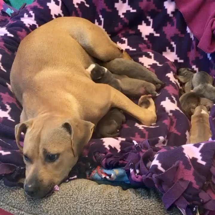 ‼️UPDATE: Foster found! ❤️

🚨 💔PLEASE HELP this is breaking our hearts!!!! The pregnant mamma who we were trying to rescue gave birth in the shelter …. 💔💔

She has 10 newborn puppies!! She had 15!!! Two were stillborn and three died from likely being crushed by mom (not on purpose!)

💔You can hear how loud the shelter is. And you can see it in her eyes that she wants out for her babies!!! This loud shelter is NOT the atmosphere for a new mamma and newborns!!! Can anyone take them in?!?!

The babies will be fairly self sufficient (for now) with mom. 💞Leddie, as she is named in the shelter, is VERY CALM, very quiet, she wags her tail when humans approach 🥰, she does NOT get at all defensive when someone handles her babies, and she is fine being pet while eating near her babies. She’s an angel!

⁉️Can anyone PLEASE help this new family!! ⁉️

SHARE * LIKE * COMMENT * We need them networked, spread the word!!!

✅Foster applications found at twotailzrescue.org

<a target='_blank' href='https://www.instagram.com/explore/tags/urgentdog/'>#urgentdog</a> <a target='_blank' href='https://www.instagram.com/explore/tags/urgentdogatlanta/'>#urgentdogatlanta</a> <a target='_blank' href='https://www.instagram.com/explore/tags/newbornpuppies/'>#newbornpuppies</a> <a target='_blank' href='https://www.instagram.com/explore/tags/puppiesinneed/'>#puppiesinneed</a> <a target='_blank' href='https://www.instagram.com/explore/tags/mammadoginneed/'>#mammadoginneed</a> <a target='_blank' href='https://www.instagram.com/explore/tags/rescuedog/'>#rescuedog</a> <a target='_blank' href='https://www.instagram.com/explore/tags/shelterdog/'>#shelterdog</a> <a target='_blank' href='https://www.instagram.com/explore/tags/shelterdoginneed/'>#shelterdoginneed</a> <a target='_blank' href='https://www.instagram.com/explore/tags/dogfamily/'>#dogfamily</a> <a target='_blank' href='https://www.instagram.com/explore/tags/cleartheshelters/'>#cleartheshelters</a> <a target='_blank' href='https://www.instagram.com/explore/tags/rescuethisfamily/'>#rescuethisfamily</a> <a target='_blank' href='https://www.instagram.com/explore/tags/adoptdontshop/'>#adoptdontshop</a> <a target='_blank' href='https://www.instagram.com/explore/tags/sosdogs/'>#sosdogs</a> <a target='_blank' href='https://www.instagram.com/explore/tags/shelteranimals/'>#shelteranimals</a> <a target='_blank' href='https://www.instagram.com/explore/tags/sosrescue/'>#sosrescue</a> <a target='_blank' href='https://www.instagram.com/explore/tags/urgentrescue/'>#urgentrescue</a> <a target='_blank' href='https://www.instagram.com/explore/tags/twotailzrescue/'>#twotailzrescue</a>