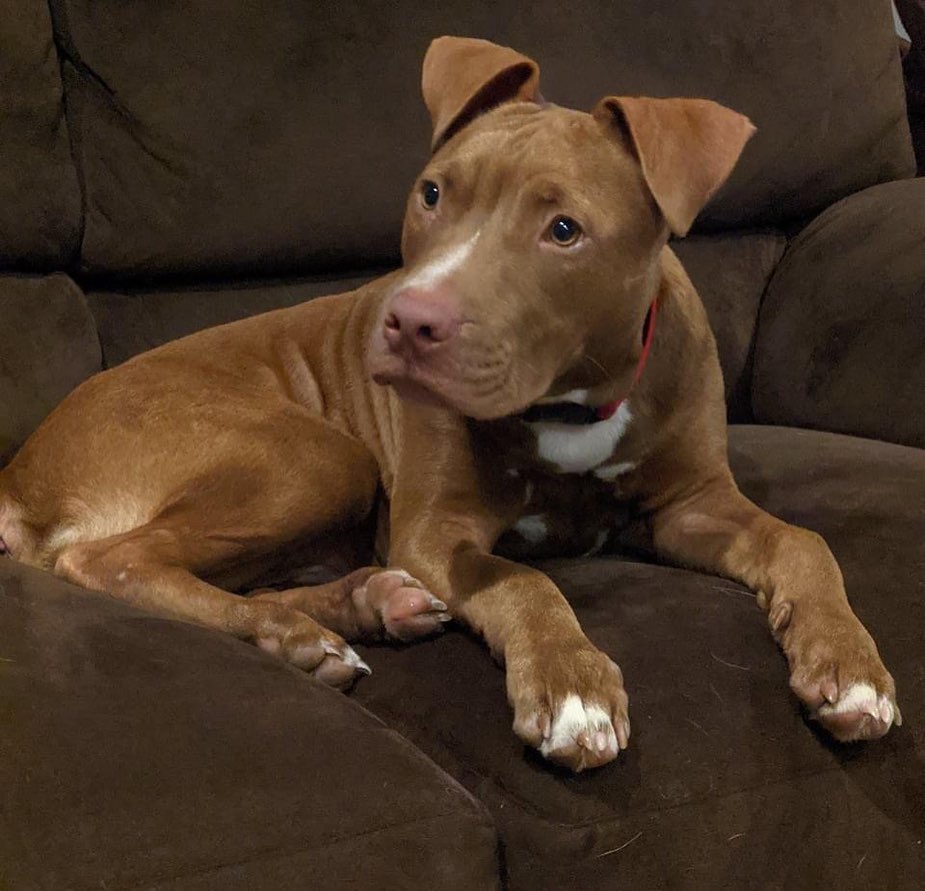 Meet Keegan!  This small, sweet red pittie came to us all the way from Alabama and is ready to find his furever home here in WNY! 
 
A little bit about me – I am around 40lbs of energy, love and kisses. I am still a puppy (approx 6-7mo) so please be prepared, I will pick up and try to eat things that I shouldn’t, it’s just what puppies do!  I am crate trained when my people leave the house or go to bed and if I do get upset, I can be easily distracted with a Kong toy filled with peanut butter!  Being a puppy, I still need to be watched closely and be let out to go potty every hour or so.  I am a pretty strong boy and sometimes I can get a little excited on leash, but for the most part I just want to sniff everything and explore! 
Here’s the best part!  I LOVE being a little brother!!! I currently live with 2 other dogs and I LOVE to play with them!  Because I have so much energy, if there is an older dog in the house it might not be a love match, but I have only tried to love, love, love my furry siblings since meeting them.  I also have 3 small humans aged 7, 5 and 3 that I love to smother with kisses and cuddles!  Being a very energetic guy, sometimes I forget and jump on them, but only to play with them, never to hurt them.  I haven’t been introduced to kitties yet, so I don’t know if I will like them or not.  There are some feathered friends outside of our fence that I am very interested in, but when mom calls me back, I listen, so I would need to be watched carefully around them! 

If your family is looking for a compact little guy who wants nothing more than to follow you around, smother you in kisses and cuddle you on the couch, please consider Keegan!  He is up to date on all his vaccinations, neutered, micro-chipped and ready to love you forever!https://queencitypitties.com/adoption-application/