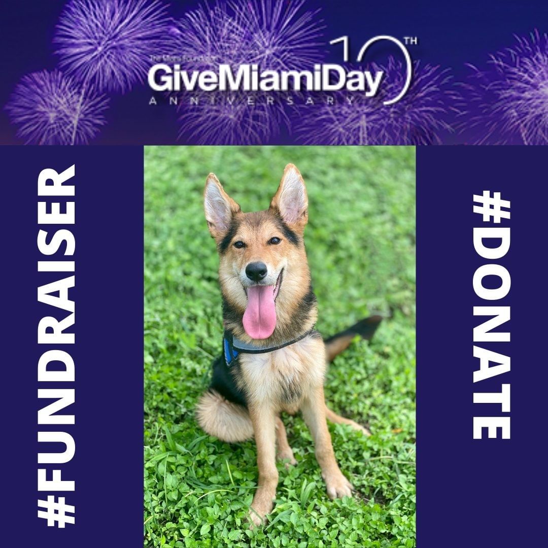 There's still a few hours left to participate in <a target='_blank' href='https://www.instagram.com/explore/tags/GiveMiamiDay/'>#GiveMiamiDay</a>!
Your gift TODAY will help provide the food and the health care for homeless dogs such as Nikita.  This gorgeous girl was found in the street and she is now safe in our shelter.  Nikita was checked by the vet where she received all her vaccines, the treatment for flea and tick prevention and was microchipped.  As soon as she gains a little bit of weight and her bloodwork is clear, Nikita will be spayed.  You can take part in changing a dog's life, please donate today.
Click on the link in our bio to donate.