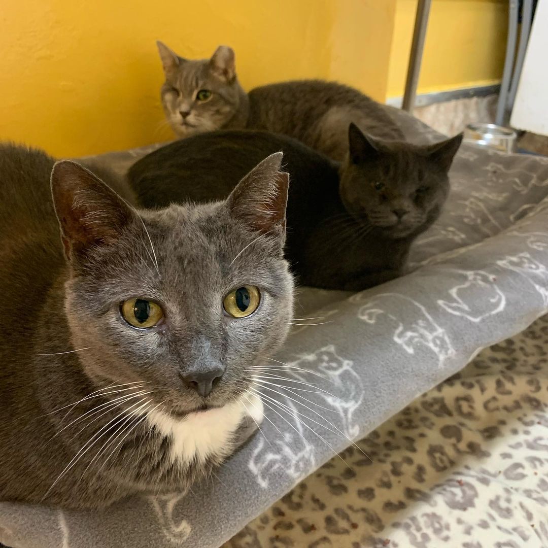 Maxx, Luther, and Mamacita are the Three Mouseketeers of our Senior Room! 🐭

<a target='_blank' href='https://www.instagram.com/explore/tags/seniorcats/'>#seniorcats</a> <a target='_blank' href='https://www.instagram.com/explore/tags/adoptdontshop/'>#adoptdontshop</a> <a target='_blank' href='https://www.instagram.com/explore/tags/catrescue/'>#catrescue</a> <a target='_blank' href='https://www.instagram.com/explore/tags/mouseketeers/'>#mouseketeers</a>