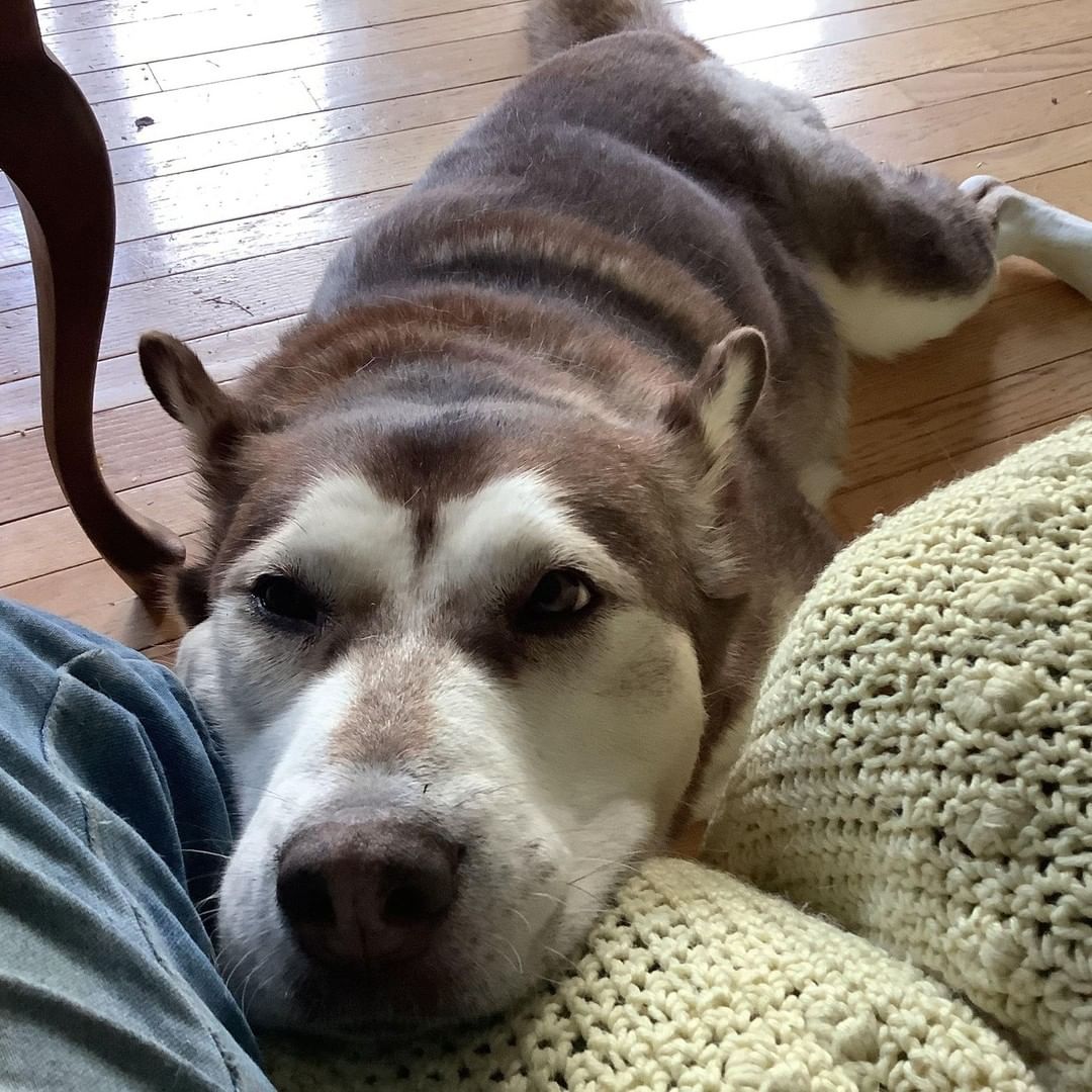 MINKA| Malamute Mix| 5 Yrs| Female | Large| AVAILABLE FOR ADOPTION

No, I’m not uncomfortable like this if I get to be close! I’ll do this to get all the petting I can!

❗️ For more information on Minka and a list of our available dogs ready for adoption, click the link in our bio.

<a target='_blank' href='https://www.instagram.com/explore/tags/tripoddog/'>#tripoddog</a> <a target='_blank' href='https://www.instagram.com/explore/tags/fosterdog/'>#fosterdog</a> <a target='_blank' href='https://www.instagram.com/explore/tags/huskymix/'>#huskymix</a> <a target='_blank' href='https://www.instagram.com/explore/tags/malamutemix/'>#malamutemix</a> <a target='_blank' href='https://www.instagram.com/explore/tags/northernontario/'>#northernontario</a> <a target='_blank' href='https://www.instagram.com/explore/tags/northernbreed/'>#northernbreed</a> <a target='_blank' href='https://www.instagram.com/explore/tags/ancientbreeddog/'>#ancientbreeddog</a> <a target='_blank' href='https://www.instagram.com/explore/tags/dogtraining/'>#dogtraining</a> <a target='_blank' href='https://www.instagram.com/explore/tags/preciouspawsrescue/'>#preciouspawsrescue</a>