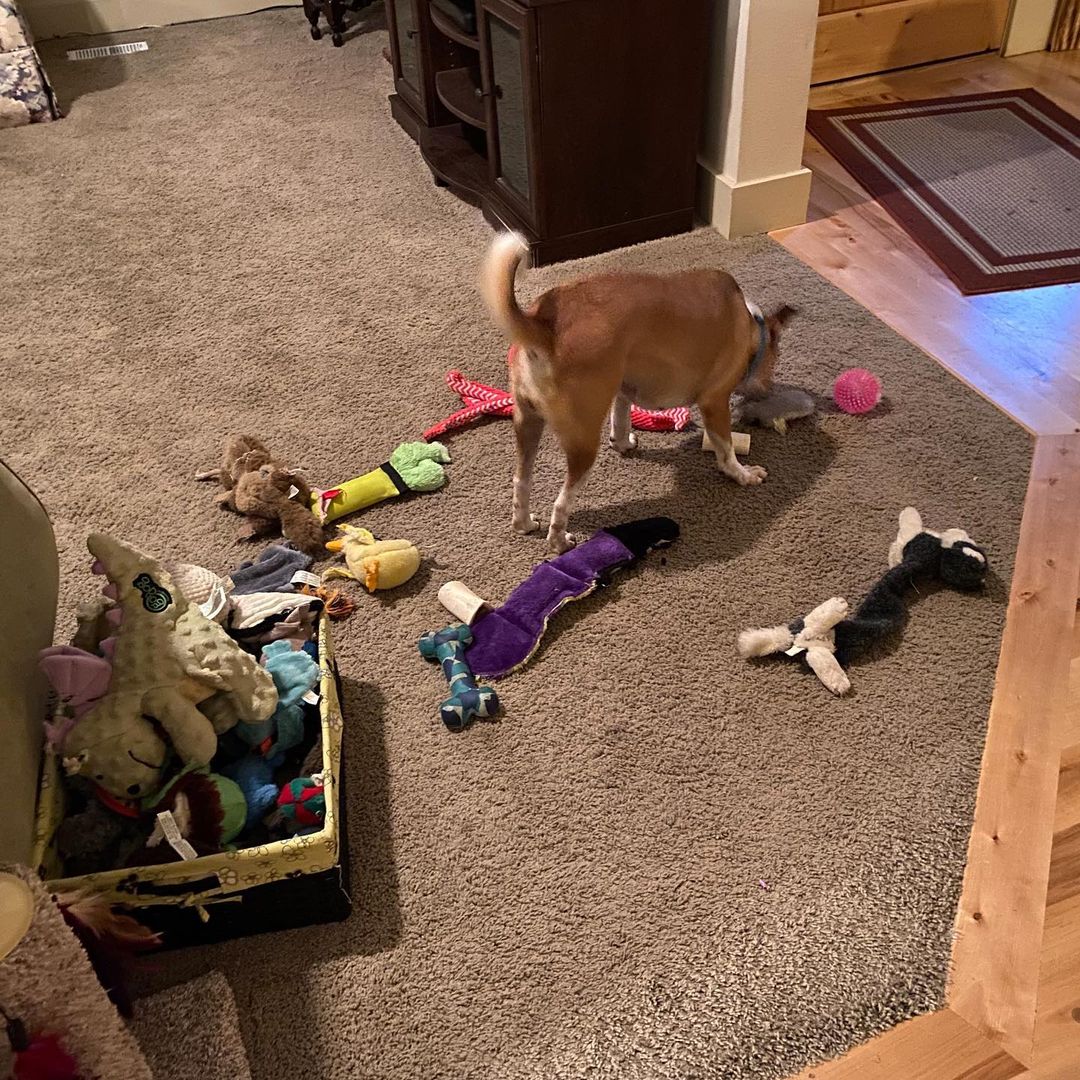 Sugar is now Gracie Belle and has a sister named Maggie! It didn't take her any time at all to find the toy boxes and comfy spots around the house. <a target='_blank' href='https://www.instagram.com/explore/tags/ccpalrescue/'>#ccpalrescue</a> <a target='_blank' href='https://www.instagram.com/explore/tags/happilyeverafters/'>#happilyeverafters</a> <a target='_blank' href='https://www.instagram.com/explore/tags/successstories/'>#successstories</a>