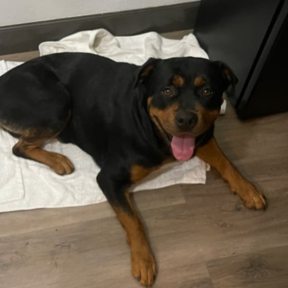 Happy Tongue‐Out‐Tuesday from Tripod! He's a pro at it!
🐶 
Tripod, the 3-legged rottweiler is still available for adoption. He's around 1 year old and weighs 85 pounds. His missing leg doesn't affect his ability to get around. He's very mobile. He's a loving, friendly goofball who does well with all kinds of people. Located Southern California. Read more about Tripod on our website, poochmatch.com. <a target='_blank' href='https://www.instagram.com/explore/tags/adopt/'>#adopt</a> <a target='_blank' href='https://www.instagram.com/explore/tags/adoptme/'>#adoptme</a> <a target='_blank' href='https://www.instagram.com/explore/tags/adoptable/'>#adoptable</a> <a target='_blank' href='https://www.instagram.com/explore/tags/adoptabledog/'>#adoptabledog</a> <a target='_blank' href='https://www.instagram.com/explore/tags/dog/'>#dog</a> <a target='_blank' href='https://www.instagram.com/explore/tags/rescue/'>#rescue</a> <a target='_blank' href='https://www.instagram.com/explore/tags/rescueme/'>#rescueme</a> <a target='_blank' href='https://www.instagram.com/explore/tags/rescuedog/'>#rescuedog</a> <a target='_blank' href='https://www.instagram.com/explore/tags/rescuedogsofinstagram/'>#rescuedogsofinstagram</a> <a target='_blank' href='https://www.instagram.com/explore/tags/rescueisthebestbreed/'>#rescueisthebestbreed</a> <a target='_blank' href='https://www.instagram.com/explore/tags/rescueismyfavoritebreed/'>#rescueismyfavoritebreed</a> <a target='_blank' href='https://www.instagram.com/explore/tags/adoptdontshop/'>#adoptdontshop</a> <a target='_blank' href='https://www.instagram.com/explore/tags/availableforadoption/'>#availableforadoption</a> <a target='_blank' href='https://www.instagram.com/explore/tags/rottweiler/'>#rottweiler</a> <a target='_blank' href='https://www.instagram.com/explore/tags/rottweilermix/'>#rottweilermix</a> <a target='_blank' href='https://www.instagram.com/explore/tags/rottie/'>#rottie</a> <a target='_blank' href='https://www.instagram.com/explore/tags/rottiemix/'>#rottiemix</a> <a target='_blank' href='https://www.instagram.com/explore/tags/rottweilersofinstagram/'>#rottweilersofinstagram</a> <a target='_blank' href='https://www.instagram.com/explore/tags/rottiesofinstagram/'>#rottiesofinstagram</a> <a target='_blank' href='https://www.instagram.com/explore/tags/purebred/'>#purebred</a> <a target='_blank' href='https://www.instagram.com/explore/tags/bigdog/'>#bigdog</a> <a target='_blank' href='https://www.instagram.com/explore/tags/cute/'>#cute</a> <a target='_blank' href='https://www.instagram.com/explore/tags/cutedog/'>#cutedog</a> <a target='_blank' href='https://www.instagram.com/explore/tags/doggy/'>#doggy</a> <a target='_blank' href='https://www.instagram.com/explore/tags/pup/'>#pup</a> <a target='_blank' href='https://www.instagram.com/explore/tags/orangecounty/'>#orangecounty</a> <a target='_blank' href='https://www.instagram.com/explore/tags/poochmatch/'>#poochmatch</a> <a target='_blank' href='https://www.instagram.com/explore/tags/poochmatchrescue/'>#poochmatchrescue</a>