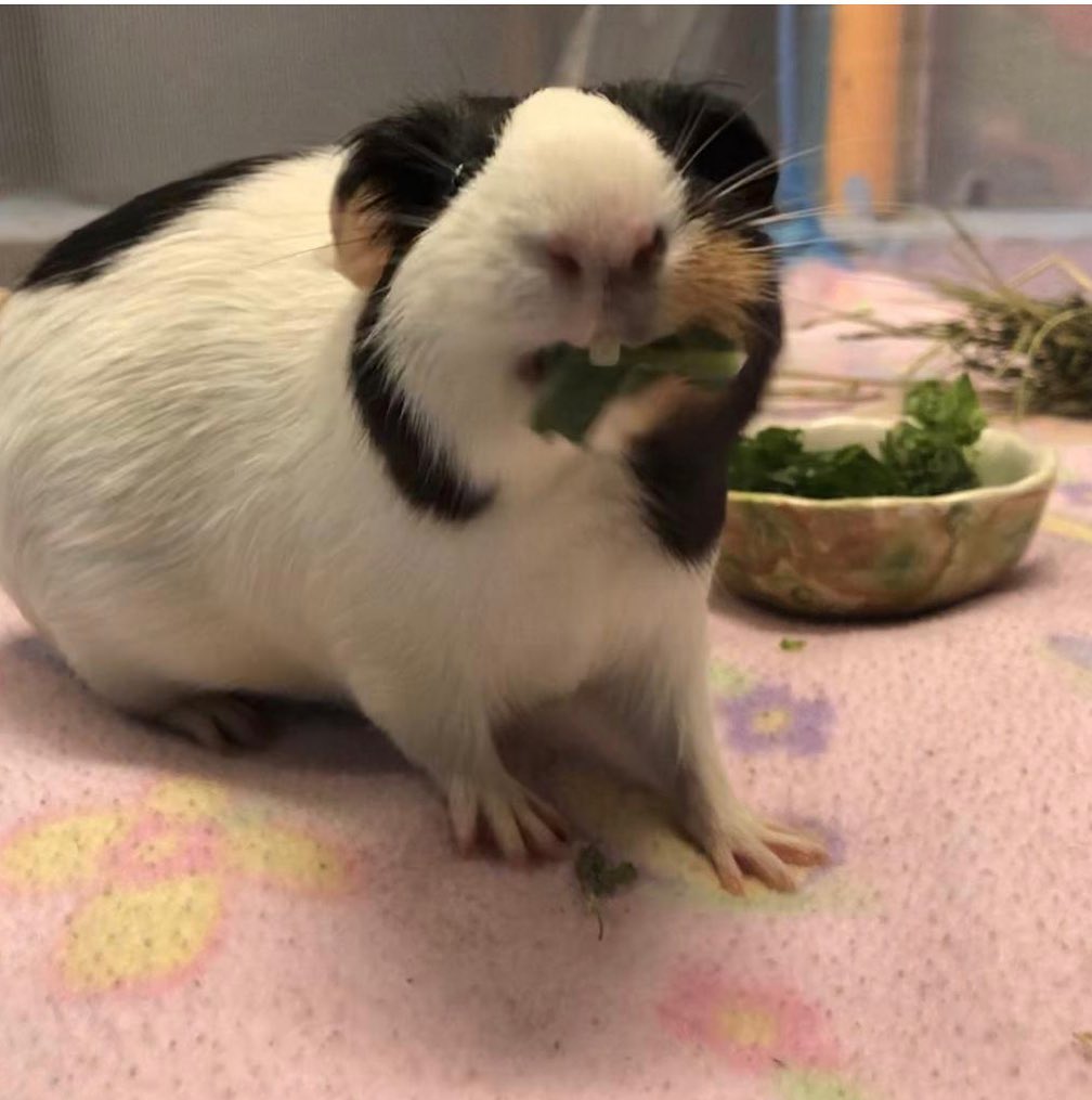 <a target='_blank' href='https://www.instagram.com/explore/tags/cutenessoverload/'>#cutenessoverload</a> we currently have 10 Guinea pigs available for adoption! 😍