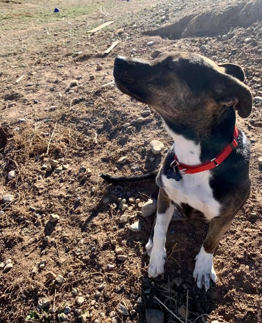 Meet 11 month old Camino! This young guy came to us as a stray with a broken leg and although we attempted to cast his leg, the break was too severe resulting in him needing an amputation. However, that has not slowed Camino down one bit! 
Camino is a brave and strong willed pup who has lots of energy and loves playing with his toys and doggie friends! He is looking for an active home that will include him in their adventures but also be patient while he is still learning to navigate with three legs. 

Think this cutie is a good fit for your pack? Apply online to adopt Camino today and a team member will call you to schedule a time for you to meet him ❤️🐶

<a target='_blank' href='https://www.instagram.com/explore/tags/lpchs/'>#lpchs</a> <a target='_blank' href='https://www.instagram.com/explore/tags/threeleggeddog/'>#threeleggeddog</a> <a target='_blank' href='https://www.instagram.com/explore/tags/adopt/'>#adopt</a> <a target='_blank' href='https://www.instagram.com/explore/tags/shepherdpitbullmix/'>#shepherdpitbullmix</a> <a target='_blank' href='https://www.instagram.com/explore/tags/takemehome/'>#takemehome</a> <a target='_blank' href='https://www.instagram.com/explore/tags/pranadog/'>#pranadog</a>