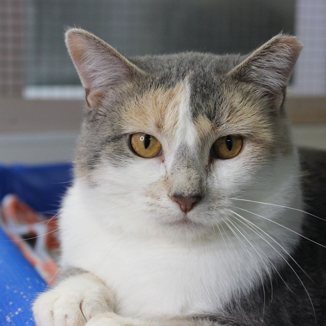 🐾Cat of the day!🐾
 Meet Bunny! She is a sweet timid girl and a bit of a chunk! She loves attention but can be shy at first. Look at those beautiful eyes and those colors!

💥Save the Date!💥
Students at Iowa BIG are planning an adoption event on Sunday, November 28th from 12-4, there will be a bake sale, drinks, and a raffle for some awesome baskets!