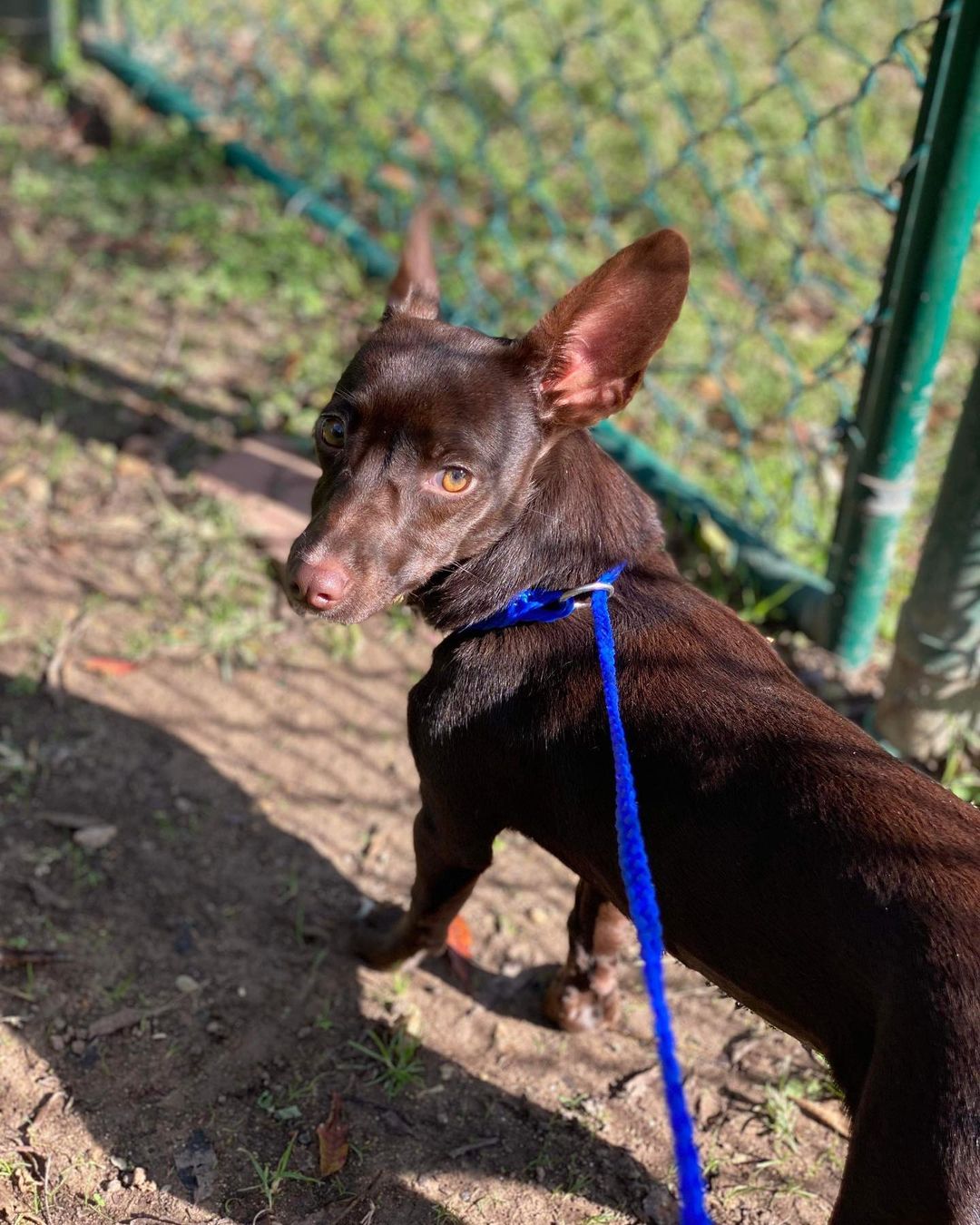 Say hello to Ember! She is a 7 month old Chihuahua mix looking for her furr-ever home! Send in an application today for Ember!