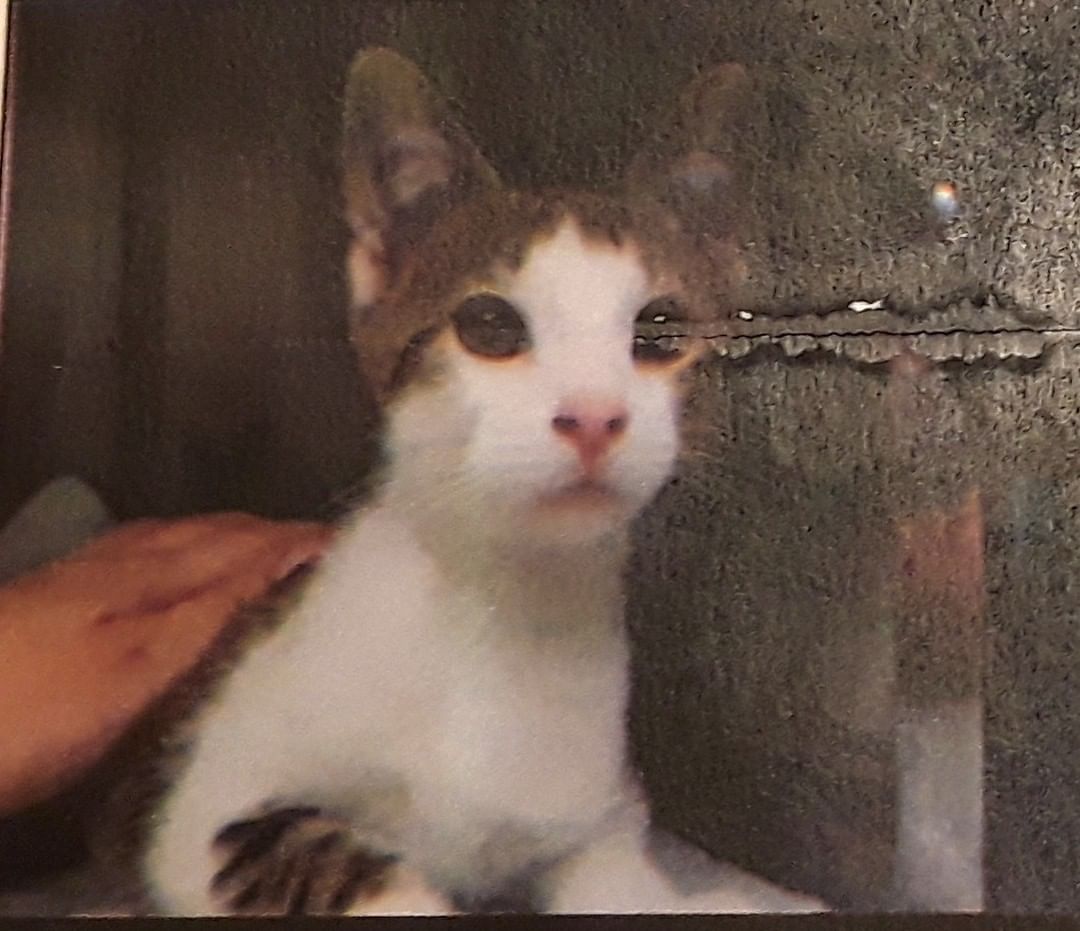 ** LOST CAT **
Please share!

Louis is a brown tabby with white 2 year old male cat. He was lost in the Dakota/Nodine area about 2 weeks ago. He has an ear chip and is friendly.
Please contact LAR by phone or email if you know his whereabouts:
507-895-2066
info@lacrescentanimalrescue.com