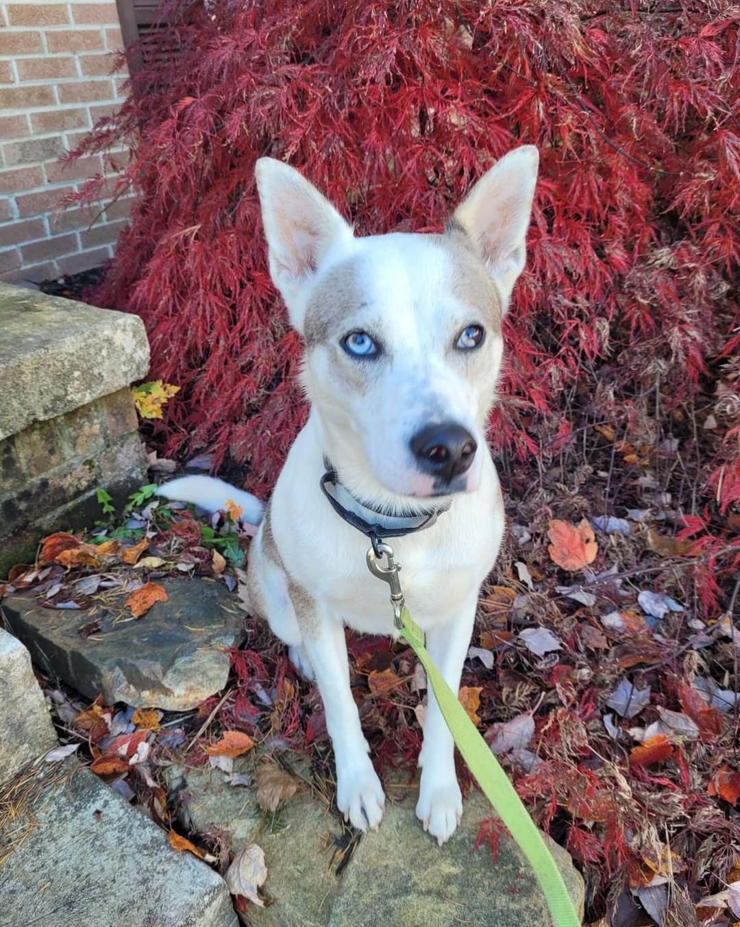 ❤️❤️ADOPT RAYNEE❤️❤️

Raynee is searching for her happy ever after!

This darling husky mix is just a bit over 2 years old.  Raynee loves her foster fur brother, but, with all dogs slow intros are best.  This 40 pound beauty loves her human foster siblings and would do fine with kids of all ages. 

One look into those gorgeous eyes will have you fall in love instantly. 

This beauty is UTD, chipped, spayed, house trained and crate trained.  The whole package!!!

If you are looking for a fun girl who loves to play as much as she loves to cuddle, Raynee is the dog for you! 

Adoption application: https://form.jotform.com/203643479832159

<a target='_blank' href='https://www.instagram.com/explore/tags/husky/'>#husky</a> <a target='_blank' href='https://www.instagram.com/explore/tags/huskylife/'>#huskylife</a> <a target='_blank' href='https://www.instagram.com/explore/tags/northernbreed/'>#northernbreed</a> <a target='_blank' href='https://www.instagram.com/explore/tags/narps/'>#narps</a> <a target='_blank' href='https://www.instagram.com/explore/tags/narpsdog/'>#narpsdog</a> <a target='_blank' href='https://www.instagram.com/explore/tags/narpsdogs/'>#narpsdogs</a> <a target='_blank' href='https://www.instagram.com/explore/tags/rescuedogsofinstagram/'>#rescuedogsofinstagram</a> <a target='_blank' href='https://www.instagram.com/explore/tags/rescuedog/'>#rescuedog</a> <a target='_blank' href='https://www.instagram.com/explore/tags/rescue/'>#rescue</a> <a target='_blank' href='https://www.instagram.com/explore/tags/fosterdog/'>#fosterdog</a> <a target='_blank' href='https://www.instagram.com/explore/tags/fosterdogsofinstagram/'>#fosterdogsofinstagram</a> <a target='_blank' href='https://www.instagram.com/explore/tags/fosteringsaveslives/'>#fosteringsaveslives</a> <a target='_blank' href='https://www.instagram.com/explore/tags/adoptables/'>#adoptables</a> <a target='_blank' href='https://www.instagram.com/explore/tags/adoptable/'>#adoptable</a> <a target='_blank' href='https://www.instagram.com/explore/tags/adoptabledog/'>#adoptabledog</a> <a target='_blank' href='https://www.instagram.com/explore/tags/rescuedismyfavoritebreed/'>#rescuedismyfavoritebreed</a>