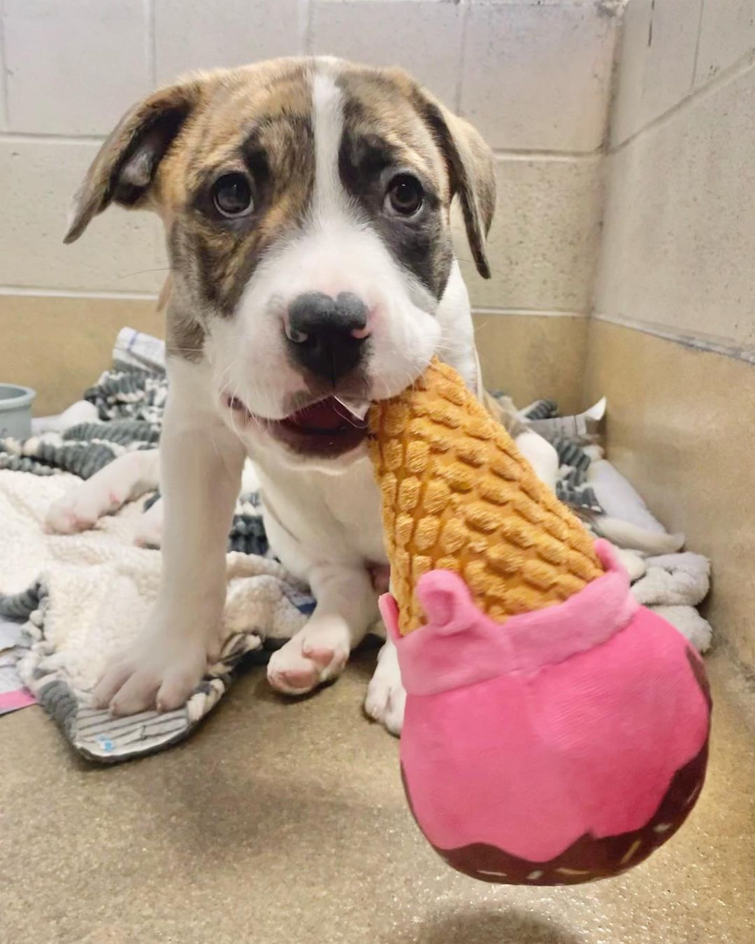 We don’t have the heart to tell Rumbo that’s not how you eat an ice cream cone 🤪 Could one of you guys break the news to him? <a target='_blank' href='https://www.instagram.com/explore/tags/rescuedogsrock/'>#rescuedogsrock</a>

<a target='_blank' href='https://www.instagram.com/explore/tags/spcawake/'>#spcawake</a> <a target='_blank' href='https://www.instagram.com/explore/tags/adoptme/'>#adoptme</a> <a target='_blank' href='https://www.instagram.com/explore/tags/adoptables/'>#adoptables</a> <a target='_blank' href='https://www.instagram.com/explore/tags/raleigh/'>#raleigh</a> <a target='_blank' href='https://www.instagram.com/explore/tags/wakecounty/'>#wakecounty</a> <a target='_blank' href='https://www.instagram.com/explore/tags/animalrescue/'>#animalrescue</a> <a target='_blank' href='https://www.instagram.com/explore/tags/adoptdontshop/'>#adoptdontshop</a> <a target='_blank' href='https://www.instagram.com/explore/tags/adoptashelterpet/'>#adoptashelterpet</a>  <a target='_blank' href='https://www.instagram.com/explore/tags/puppiesforadoption/'>#puppiesforadoption</a> <a target='_blank' href='https://www.instagram.com/explore/tags/animalshelter/'>#animalshelter</a> <a target='_blank' href='https://www.instagram.com/explore/tags/adoptabledogsofinstagram/'>#adoptabledogsofinstagram</a> <a target='_blank' href='https://www.instagram.com/explore/tags/spca/'>#spca</a>