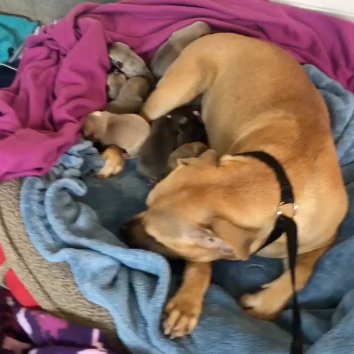 💞“Leddie wake up, you’re getting rescued!” What a great way for this sweet mamma to wake up from her nap!! 

🎉 FREEDOM ride for mamma Leddie and her 10 newborn babies!!

Out of the scary shelter you go! Thank you so much to the foster and transporter who stepped up to make this happen!!!!

This is the first day of the rest of their lives….

♥️We will continue to update on their rescue journey!

<a target='_blank' href='https://www.instagram.com/explore/tags/saved/'>#saved</a> <a target='_blank' href='https://www.instagram.com/explore/tags/rescued/'>#rescued</a> <a target='_blank' href='https://www.instagram.com/explore/tags/mammadog/'>#mammadog</a> <a target='_blank' href='https://www.instagram.com/explore/tags/rescuedog/'>#rescuedog</a> <a target='_blank' href='https://www.instagram.com/explore/tags/freedomride/'>#freedomride</a> <a target='_blank' href='https://www.instagram.com/explore/tags/rescuejourney/'>#rescuejourney</a> <a target='_blank' href='https://www.instagram.com/explore/tags/twotailzrescue/'>#twotailzrescue</a> <a target='_blank' href='https://www.instagram.com/explore/tags/savethemall/'>#savethemall</a> <a target='_blank' href='https://www.instagram.com/explore/tags/cleartheshelters/'>#cleartheshelters</a> <a target='_blank' href='https://www.instagram.com/explore/tags/adoptdontshop/'>#adoptdontshop</a>