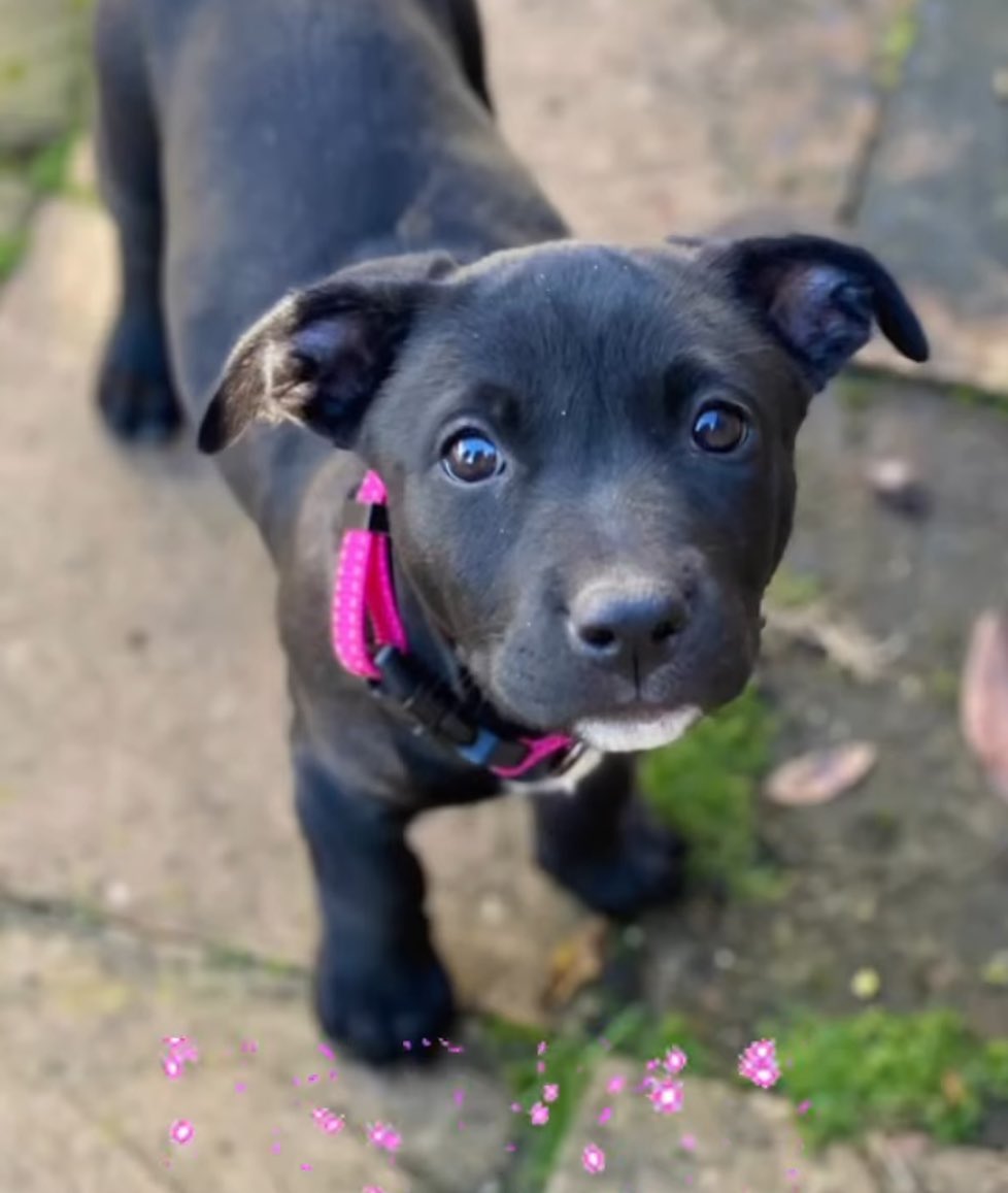 SAN FRANCISCO: Adoptable Varla // 2 month pit cattle mix puppy — loves kids & dogs. These are some of the best puppies! Learn more and apply at heartsforpawsrescue.com ♥️