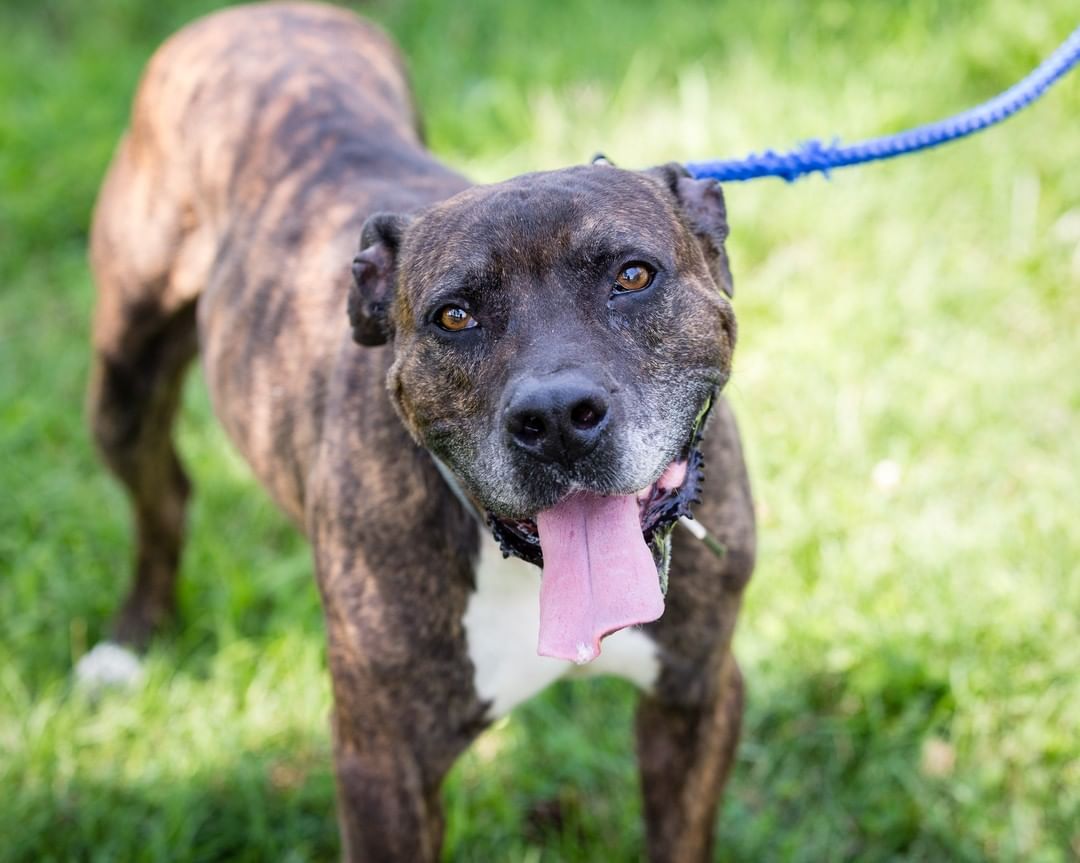 Did you know that November is National Adopt a Senior Pet Month ❓ 
This sweet, gentle senior is Nash. He is affectionate and social, leaning in as he thoroughly enjoys getting pets. He likes everyone he meets! Despite his age, he is playful and active, but he calms down immediately when play ends. Please consider adopting Nash. He deserves to be napping in a sunny spot in someone's living room and not spending his days in a shelter. 
📞 609-890-3550
🌐 www.HamiltonNJ.com/AnimalShelter

<a target='_blank' href='https://www.instagram.com/explore/tags/hamiltonanimalshelter/'>#hamiltonanimalshelter</a> <a target='_blank' href='https://www.instagram.com/explore/tags/adoptasenior/'>#adoptasenior</a> <a target='_blank' href='https://www.instagram.com/explore/tags/adoptashelterdog/'>#adoptashelterdog</a> <a target='_blank' href='https://www.instagram.com/explore/tags/shelterdogsrock/'>#shelterdogsrock</a> <a target='_blank' href='https://www.instagram.com/explore/tags/brindledog/'>#brindledog</a> <a target='_blank' href='https://www.instagram.com/explore/tags/SeniorDogLove/'>#SeniorDogLove</a>