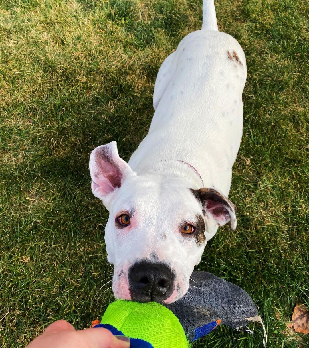 Everyone meet Darla! 🐾

Hi everyone I’m Darla. I’m ruffly 2yrs old and just love everyone and everything! I enjoy quiet time and just hanging out most of the time but when I get the zoomies… I’m the fastest clumsiest girl you’ve ever seen! So watch out! 

I would make a great addition to a family without other dogs or small children because I just get to excited and a bit overwhelmed at times when there’s a lot going. I’m definitely a people pleaser though so we can work on my manners together, like a team. 🥰

You should come in and say hi, I’d love to meet you! ♥️