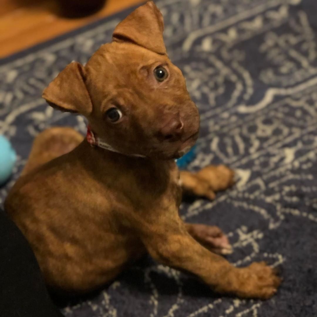 Update: SQUID 
Our sickly baby pup is thriving in his foster to adopt home since joining us from the vet hospital in Missouri.

Squid was brought in to be euthanized and we knew that couldn't happen on our watch, so after stabilizing & gaining strength he joined his family here in Illinois.

<a target='_blank' href='https://www.instagram.com/explore/tags/K9EI4LIFE/'>#K9EI4LIFE</a>