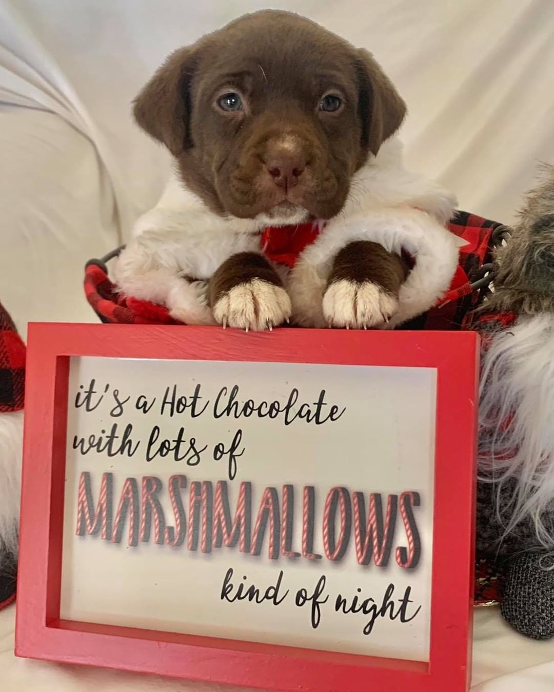 Are our fosters good sports or what 🥰 from a last minute “would you be mad if I was headed your way with 7 puppies” phone call, all the way to the themed photo shoot for their introduction ❤️ 

Here are our “freeze warning pups”! The cold weather brought with it the thoughts of hot cocoa and the upcoming holiday season. So, meet Tinsel, Noel, Holly, Jingle, Nick, Mistletoe and Joy ❣️ These adorable, super cuddly lab mixes will be ready to accept applications around the first week in December, so keep your eyes on the website! And please share this post! Our adoptions have slowed drastically due to Facebook algorithms limiting our pages views 😞 these guys would love to spend the holidays in their forever homes 🏡

Www.releashatlanta.com