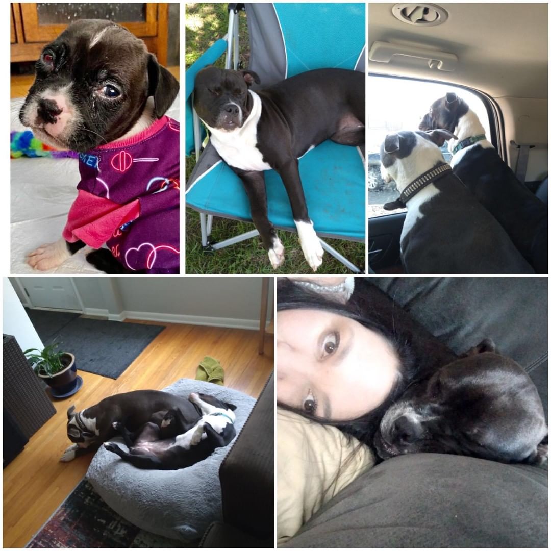 Our little Kiwi has been living her very best life since she joined rescue. Help us save more dogs like Kiwi by donating to our Give to the Max fundraiser here: https://www.givemn.org/donate/4pitssakerescue