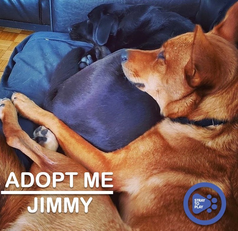 Want to add a second pup to your family?! 🐾

Look no further than Jimmy. This handsome fox is about 1.5 years old and he is definitely a dog’s dog! He always says hi to other dogs on his walks and he can’t get enough cuddles with his furry foster sister. He’s also cool with kitty friends. 🐱

🏠 His perfect home needs to have a doggy pal to show him the ropes and make him feel comfortable. Jimmy still has a bit of stranger danger when he first meets new people, but after a few visits he is able to relax. With his people, he’s able to show his sweet personality. Jimmy is fully house trained and is comfortable in his crate for short periods of time. He would benefit from being in a quieter area, but could do well in a busy area with a calm, confident handler. 

💕 Jimmy is a loving, playful and smart pup. He loves to cuddle and wants to be with his humans all the time. He is a great companion for someone who knows how to lead a nervous dog. His nervousness stems from not knowing enough about humans or new environments. Once he is familiar, he is a confident and brave pupper.

To find out more about Jimmy, or apply to adopt, click the link in our bio to visit our website. 

<a target='_blank' href='https://www.instagram.com/explore/tags/adoptapet/'>#adoptapet</a> <a target='_blank' href='https://www.instagram.com/explore/tags/opttoadopt/'>#opttoadopt</a> <a target='_blank' href='https://www.instagram.com/explore/tags/adoptdontshop/'>#adoptdontshop</a> <a target='_blank' href='https://www.instagram.com/explore/tags/straytoplay/'>#straytoplay</a> <a target='_blank' href='https://www.instagram.com/explore/tags/rescuedog/'>#rescuedog</a> <a target='_blank' href='https://www.instagram.com/explore/tags/torontodogs/'>#torontodogs</a> <a target='_blank' href='https://www.instagram.com/explore/tags/ontariorescuedogs/'>#ontariorescuedogs</a> <a target='_blank' href='https://www.instagram.com/explore/tags/foreverhomeneeded/'>#foreverhomeneeded</a> <a target='_blank' href='https://www.instagram.com/explore/tags/torontodogsforadoption/'>#torontodogsforadoption</a>